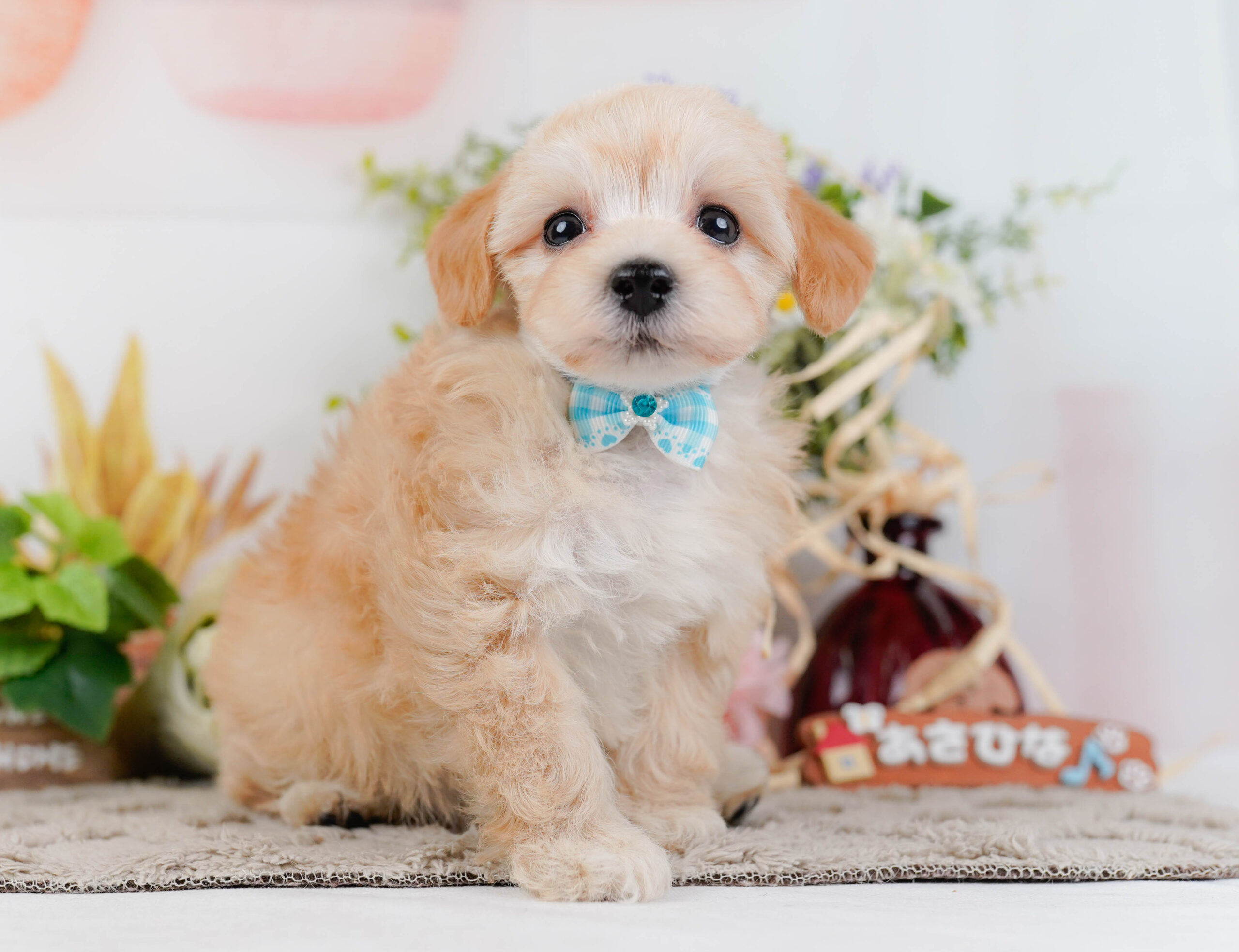 マルプー | 男の子 | アプリコット | 2026年1月9日