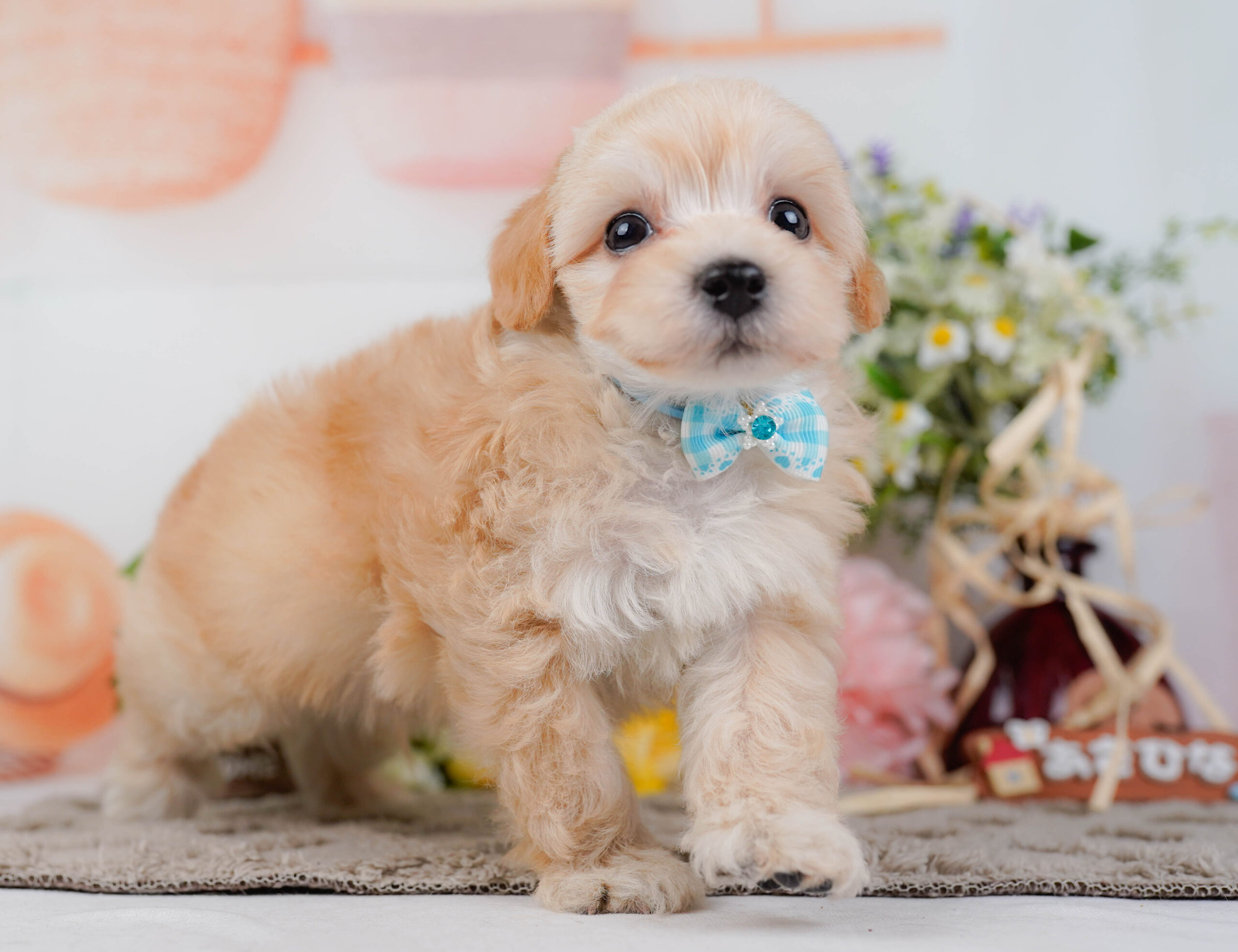 マルプー | 男の子 | アプリコット | 2026年1月9日