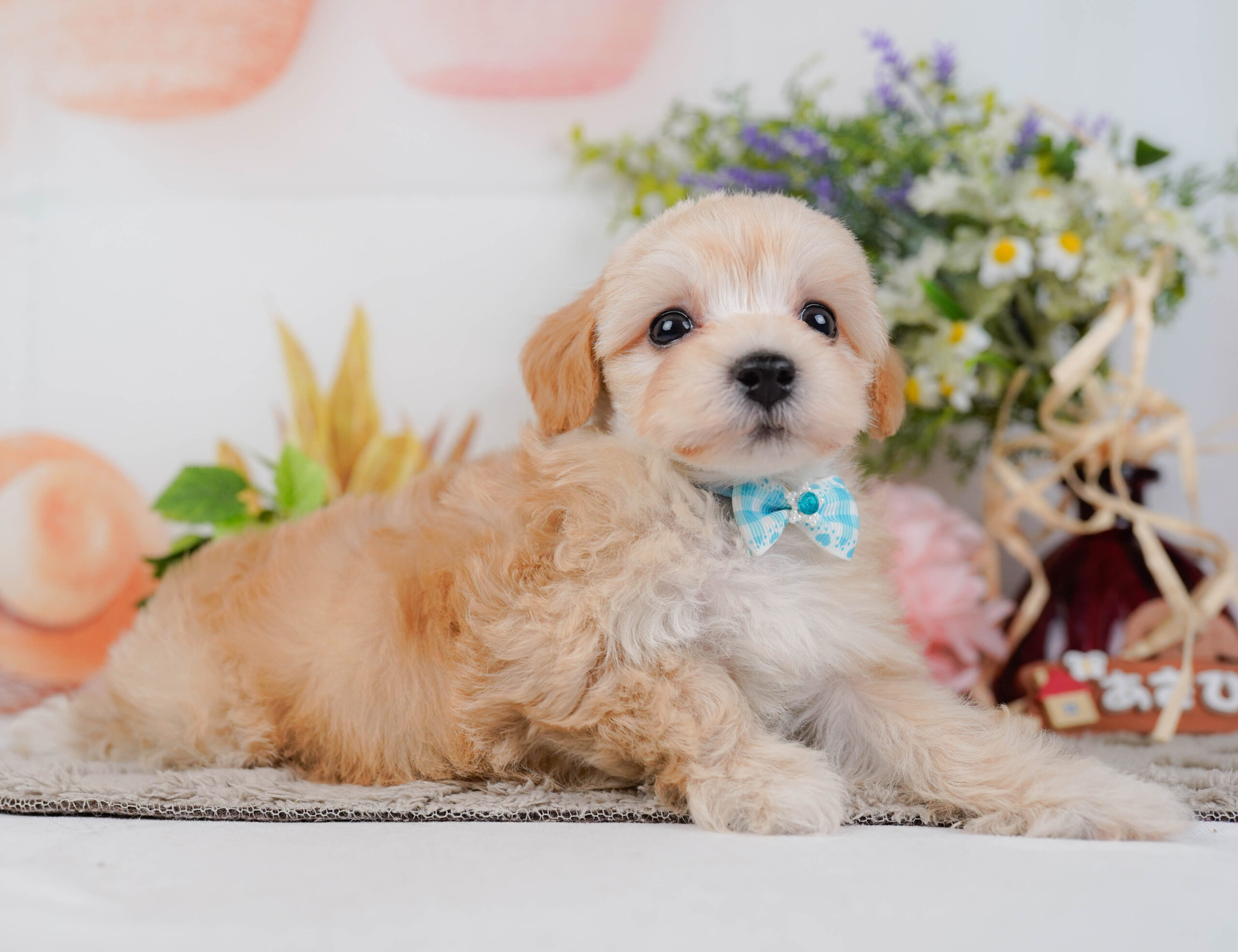 マルプー | 男の子 | アプリコット | 2026年1月9日