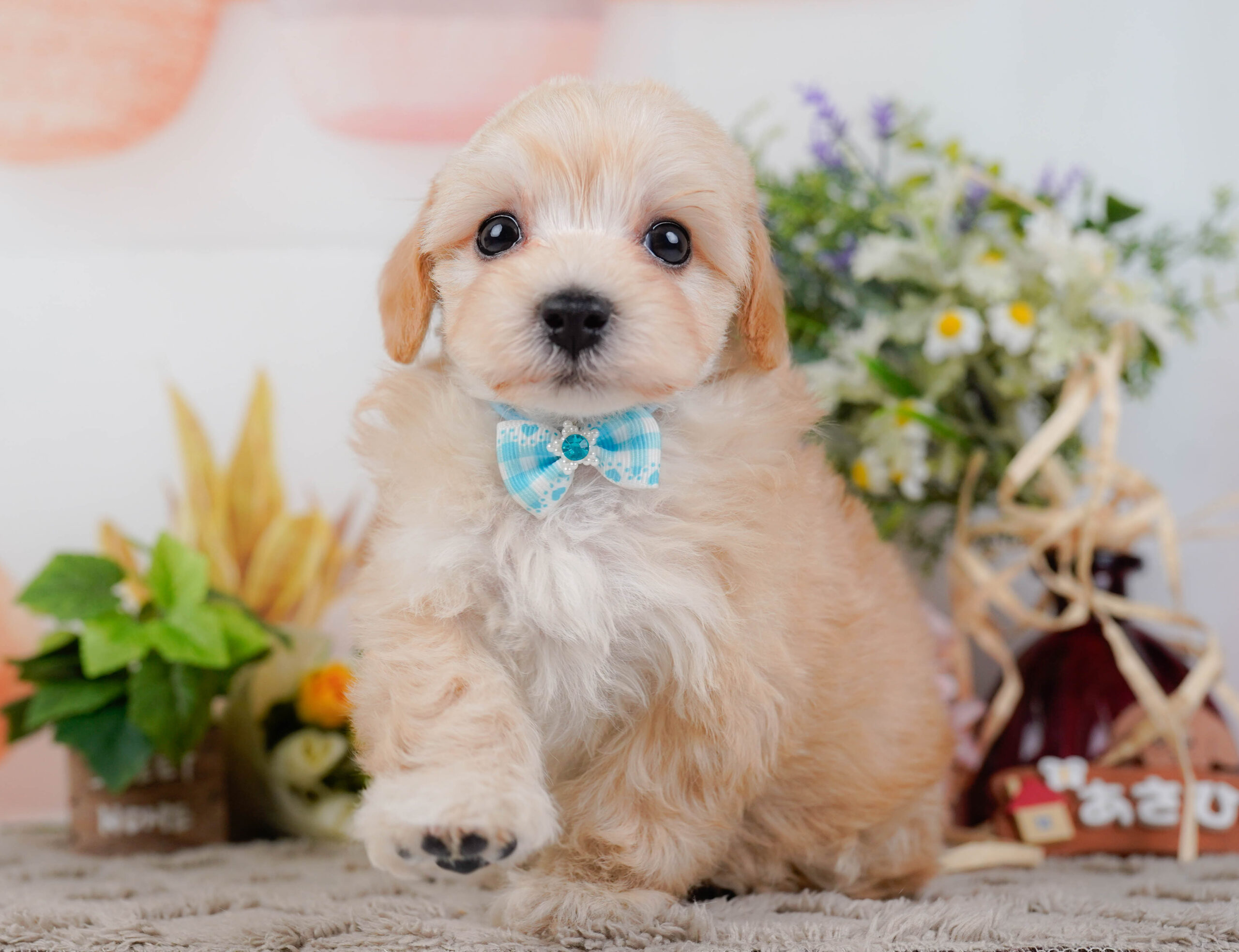 マルプー | 男の子 | アプリコット | 2026年1月9日