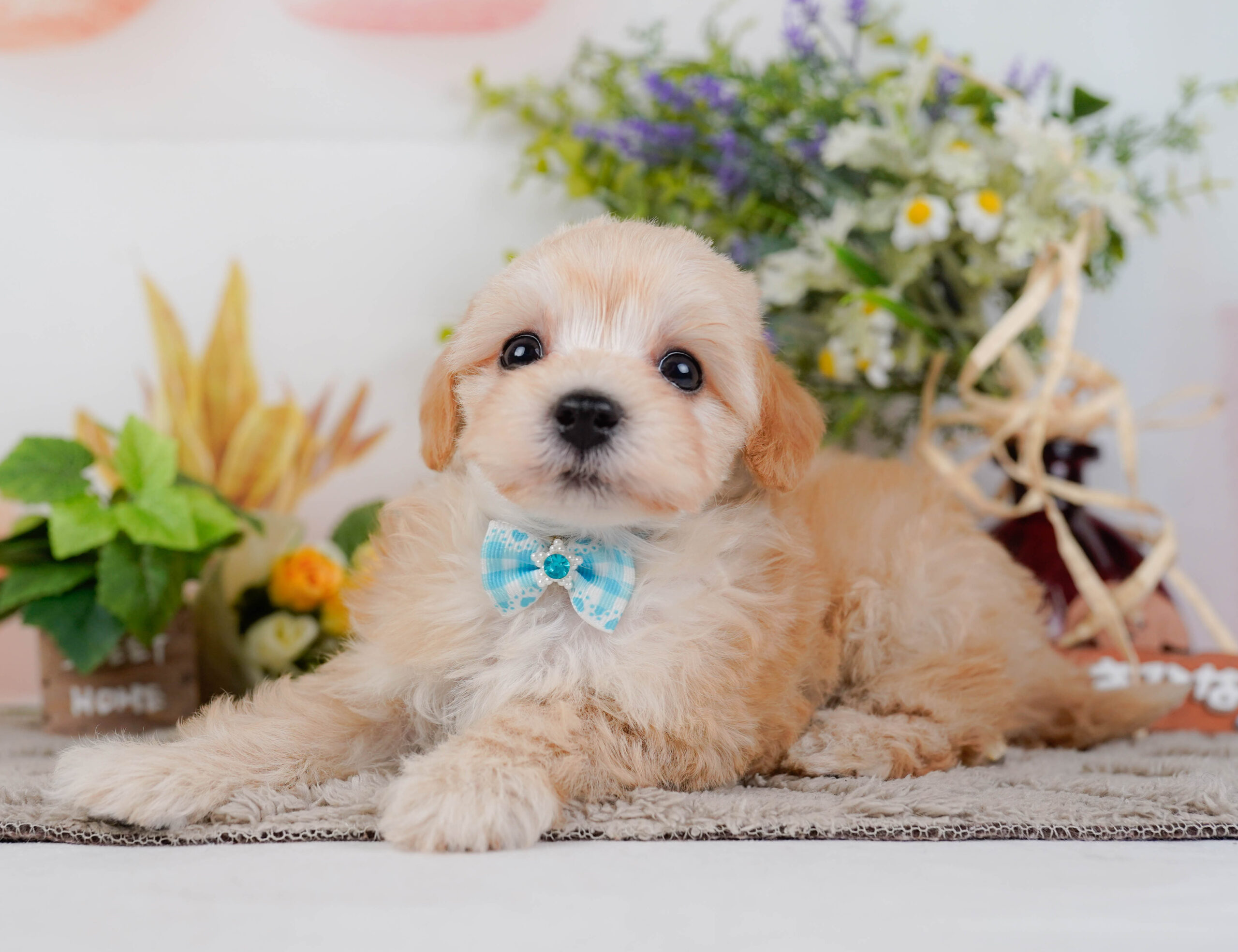 マルプー | 男の子 | アプリコット | 2026年1月9日