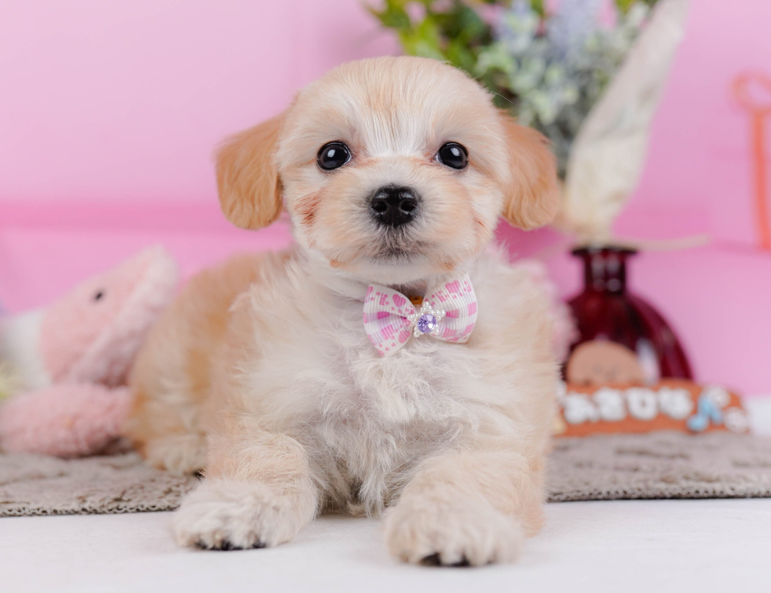 マルプー | 女の子 | アプリコット | 2026年1月9日