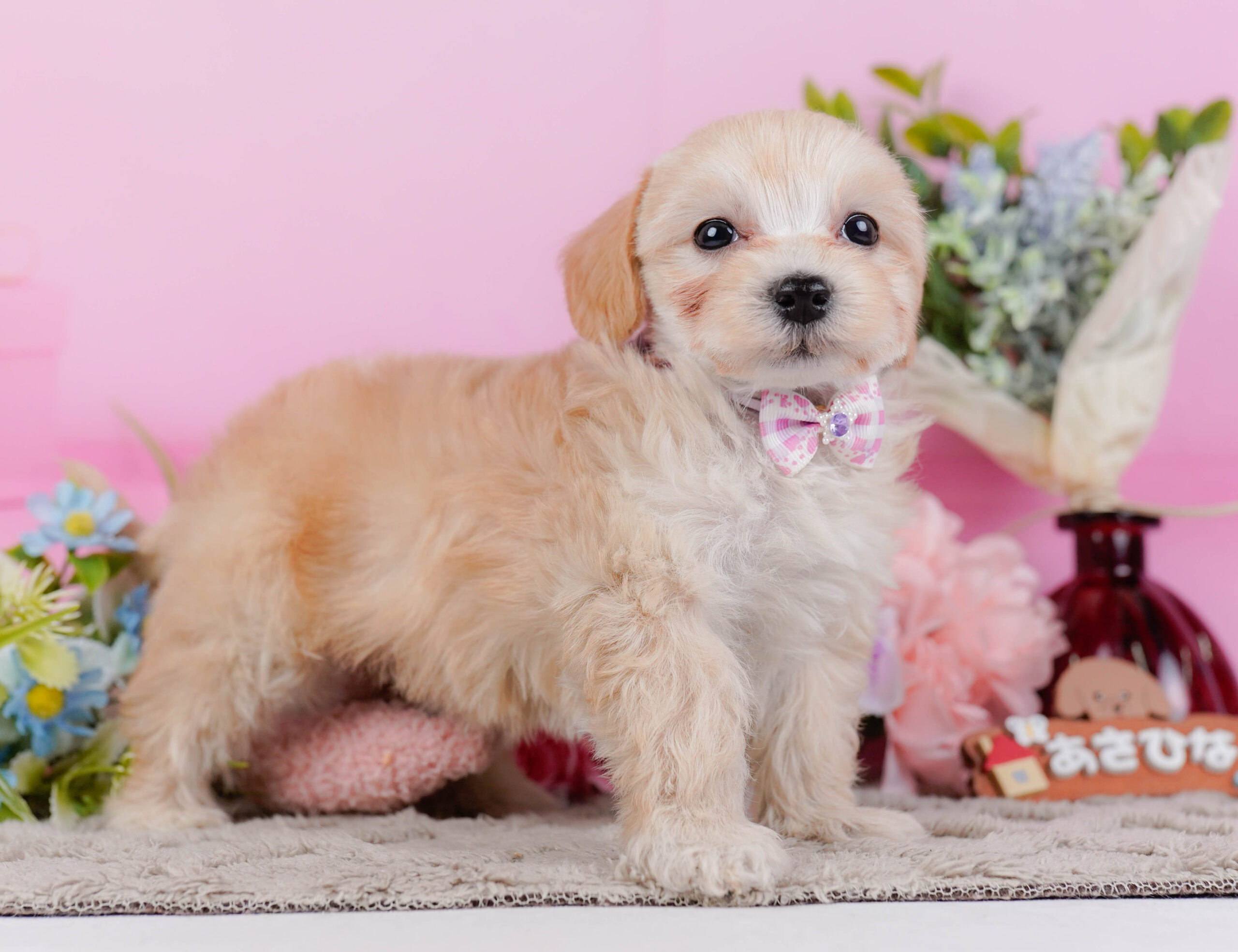 マルプー | 女の子 | アプリコット | 2026年1月9日