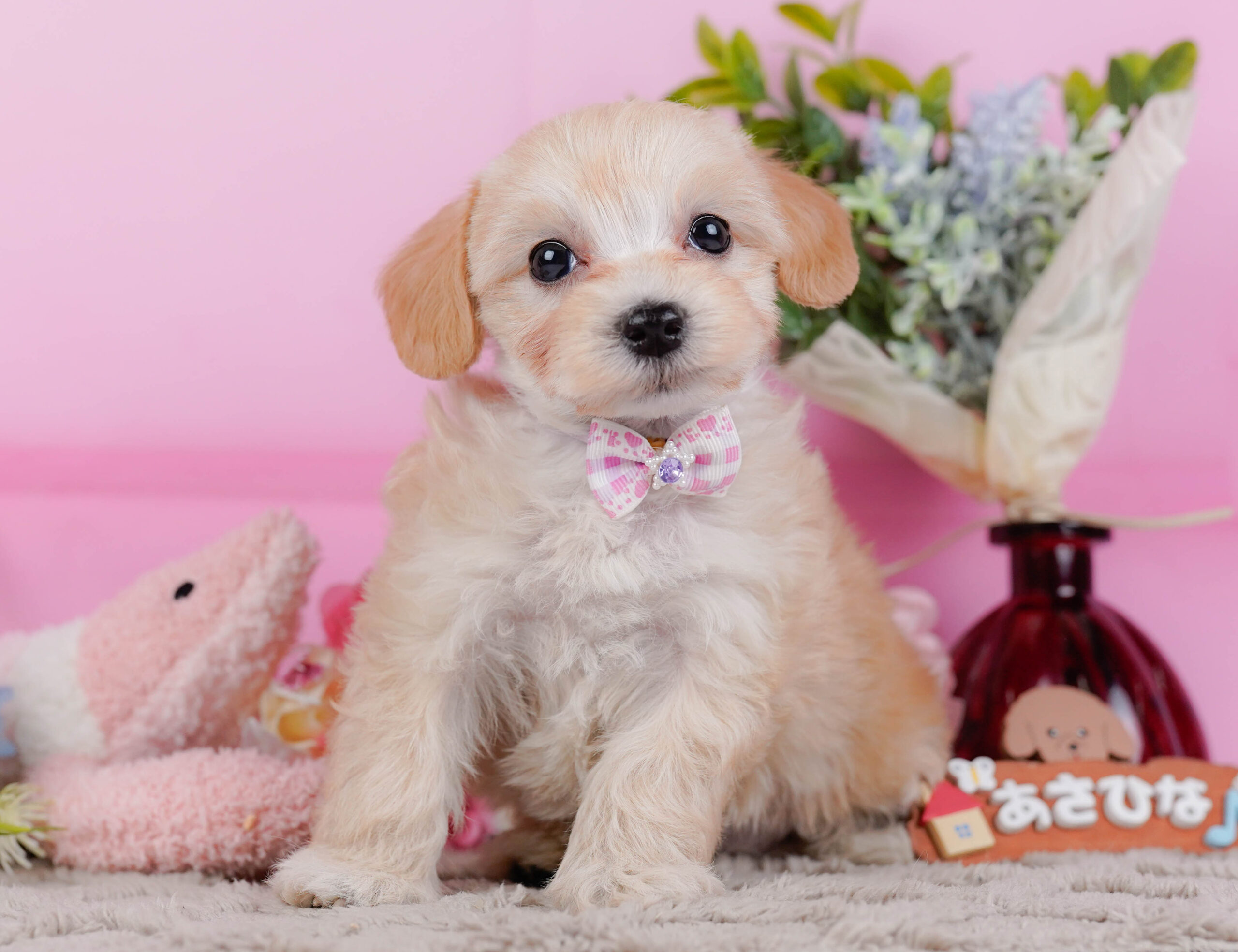 マルプー | 女の子 | アプリコット | 2026年1月9日