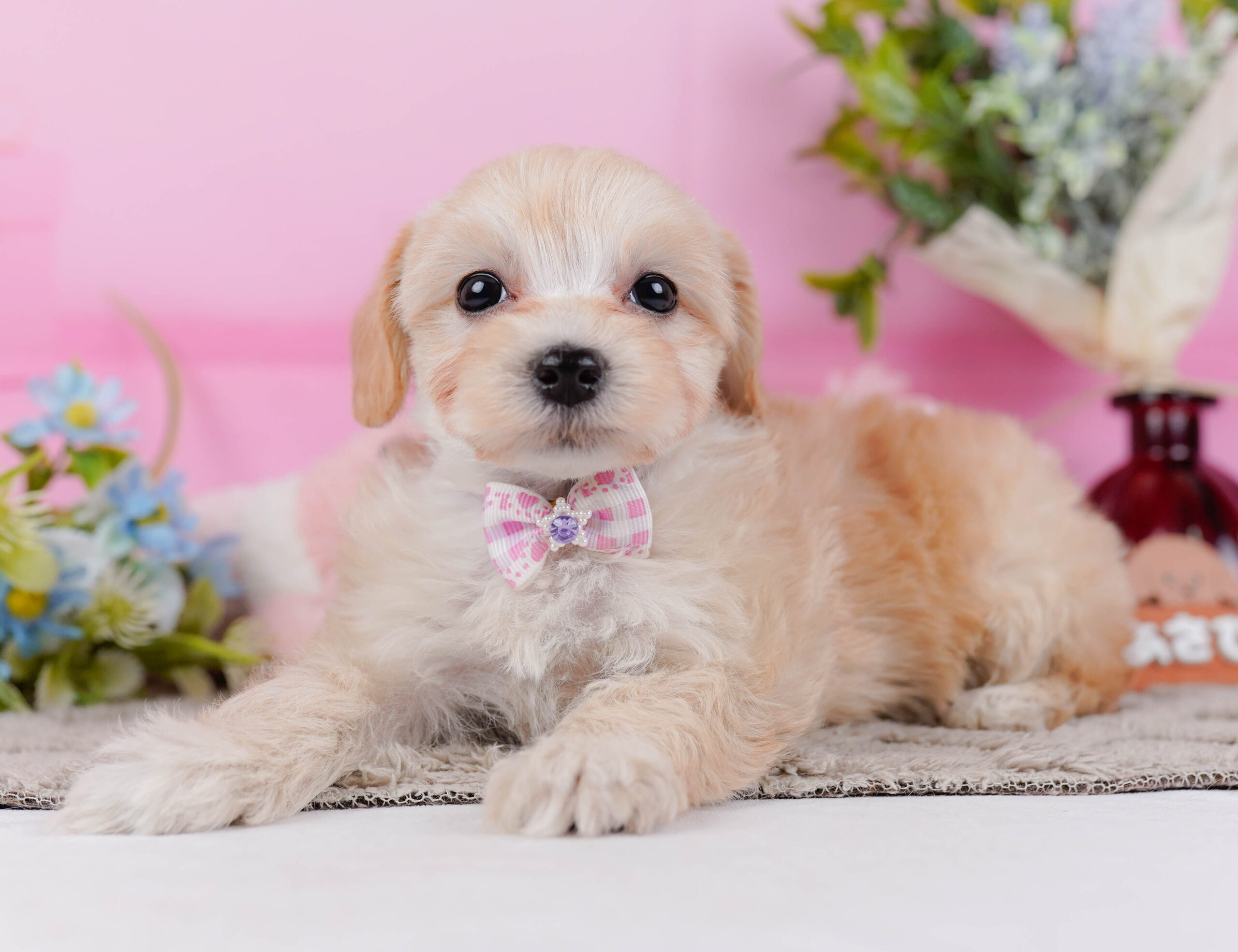 マルプー | 女の子 | アプリコット | 2026年1月9日