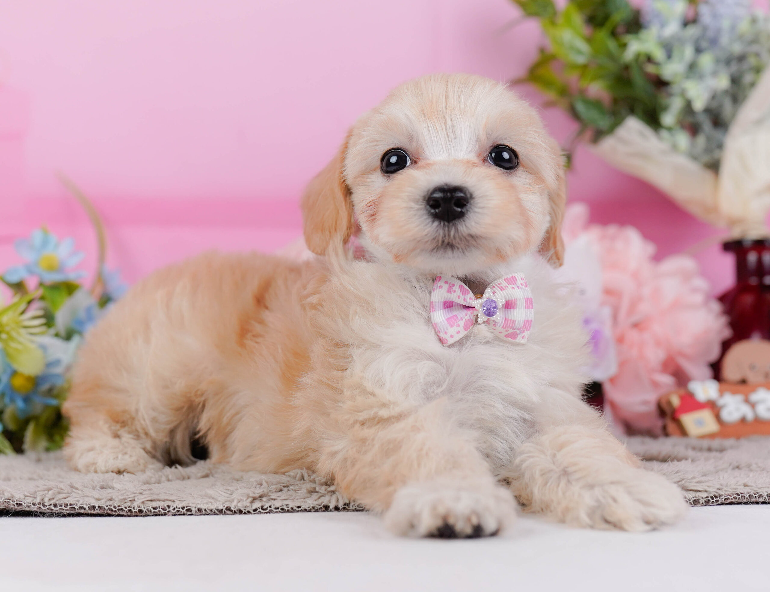 マルプー | 女の子 | アプリコット | 2026年1月9日