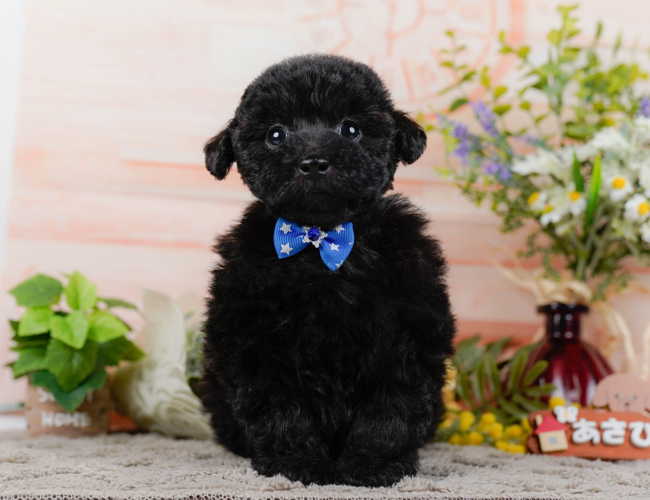 タイニー・プードル | 男の子 | ブラック | 2026年1月9日