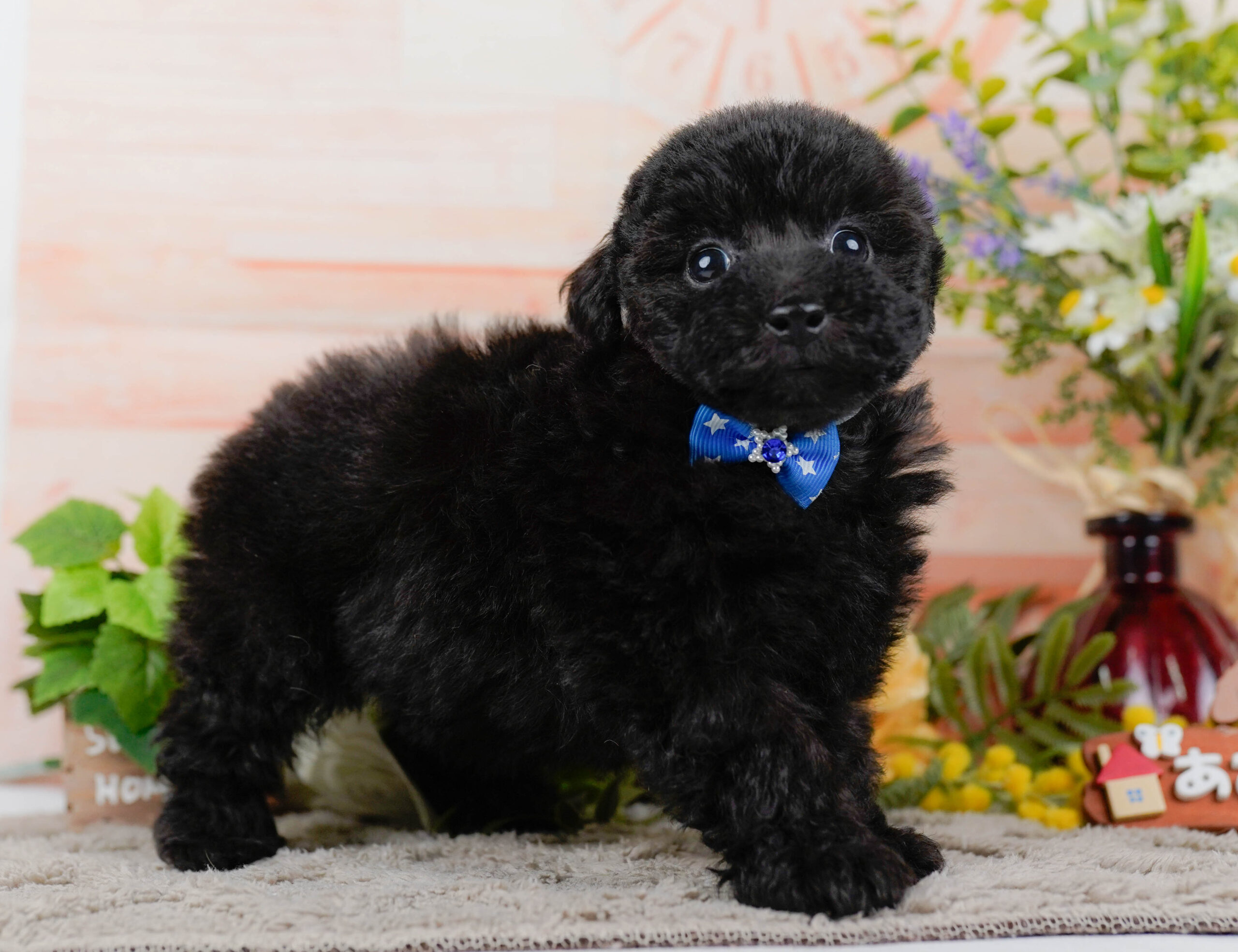 タイニー・プードル | 男の子 | ブラック | 2026年1月9日