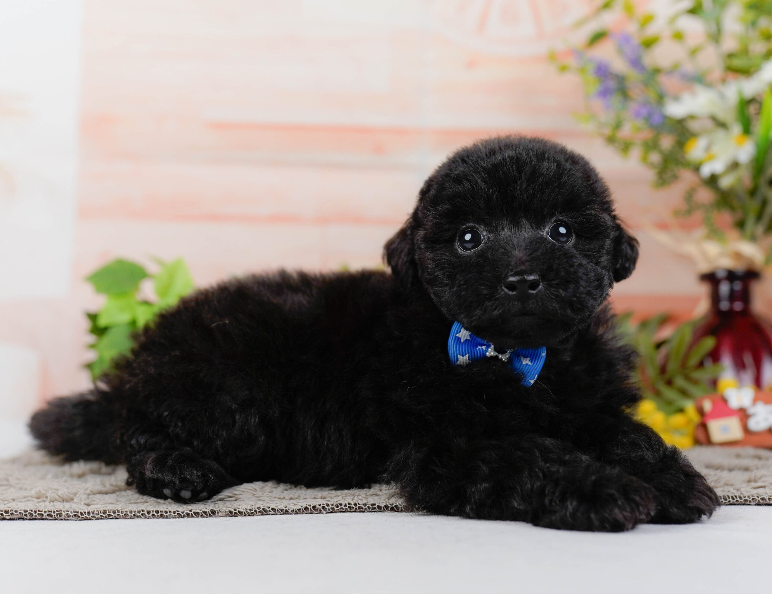 タイニー・プードル | 男の子 | ブラック | 2026年1月9日