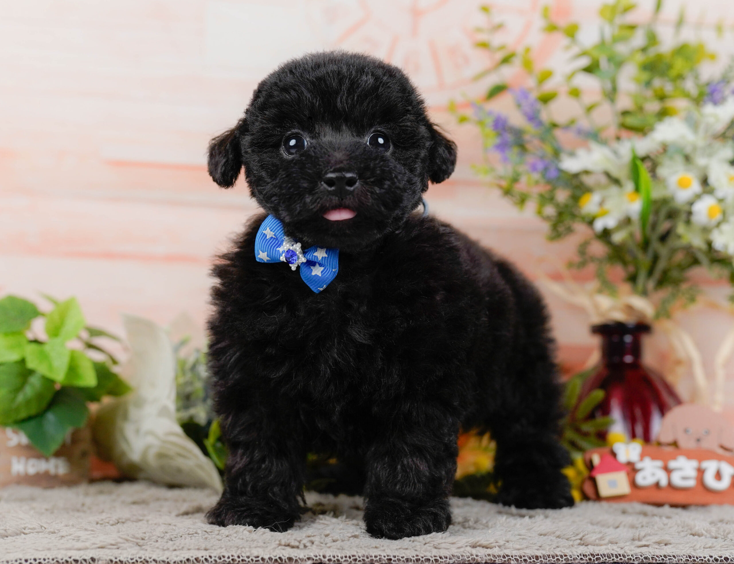 タイニー・プードル | 男の子 | ブラック | 2026年1月9日