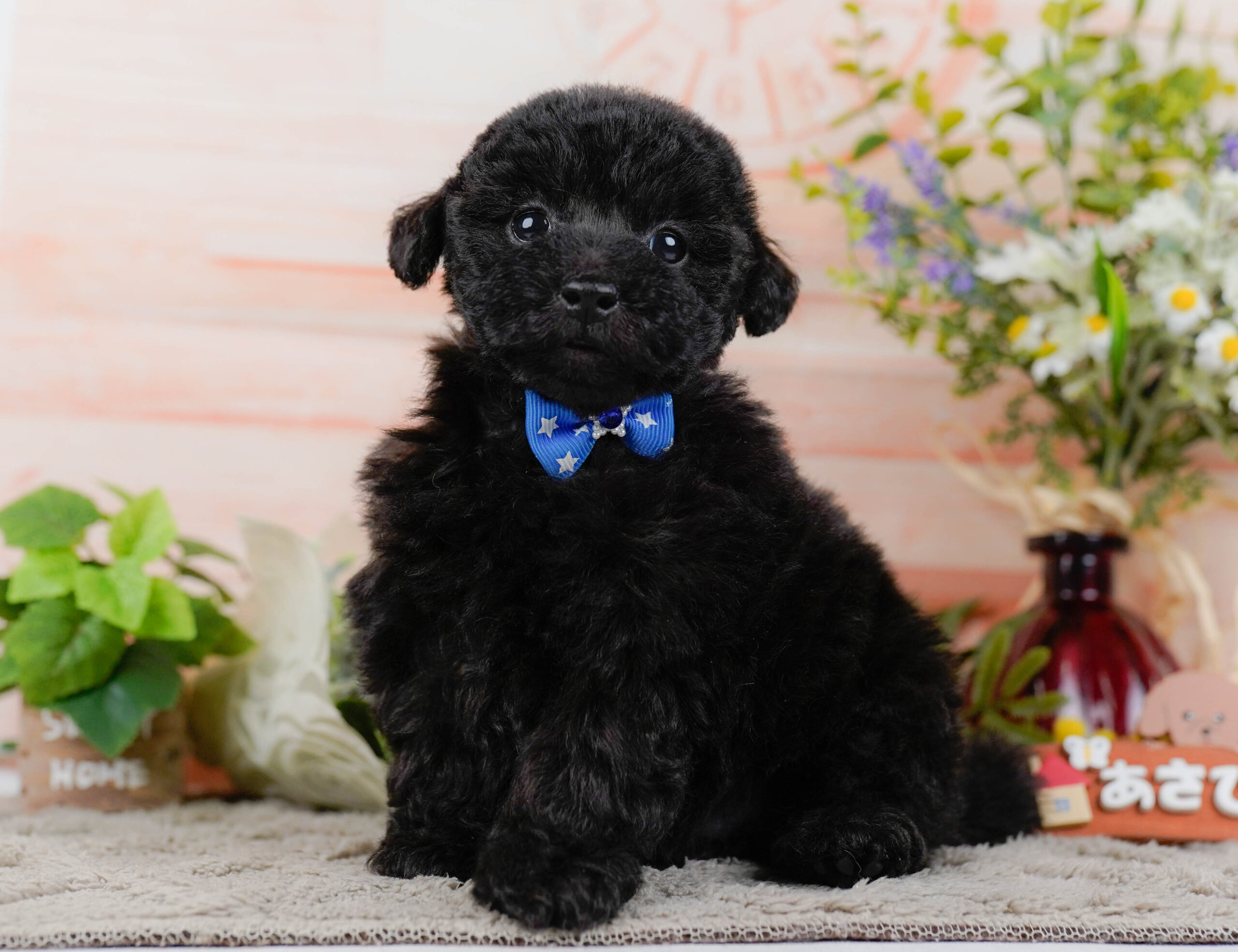 タイニー・プードル | 男の子 | ブラック | 2026年1月9日