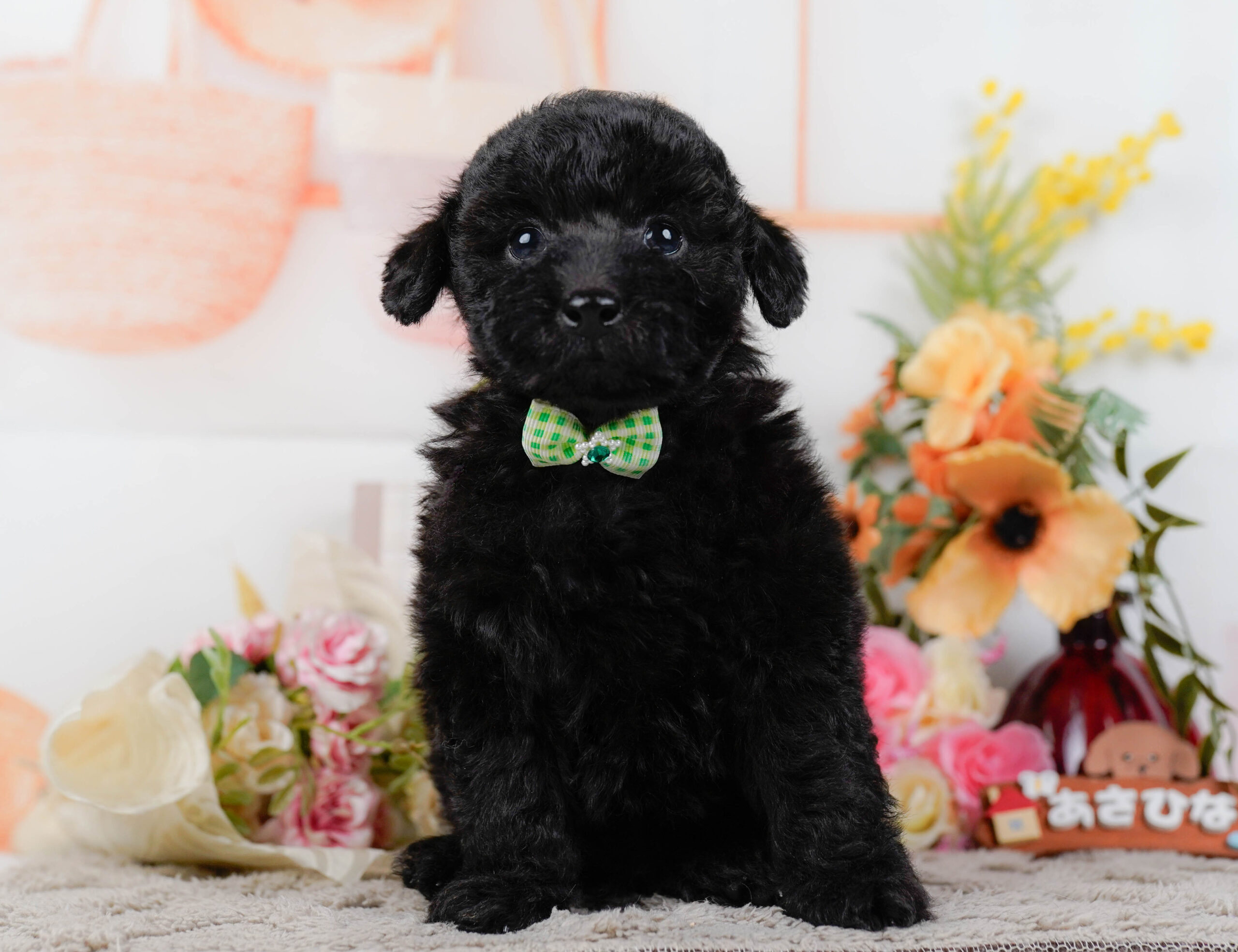 トイ・プードル | 男の子 | ブラック | 2026年1月9日