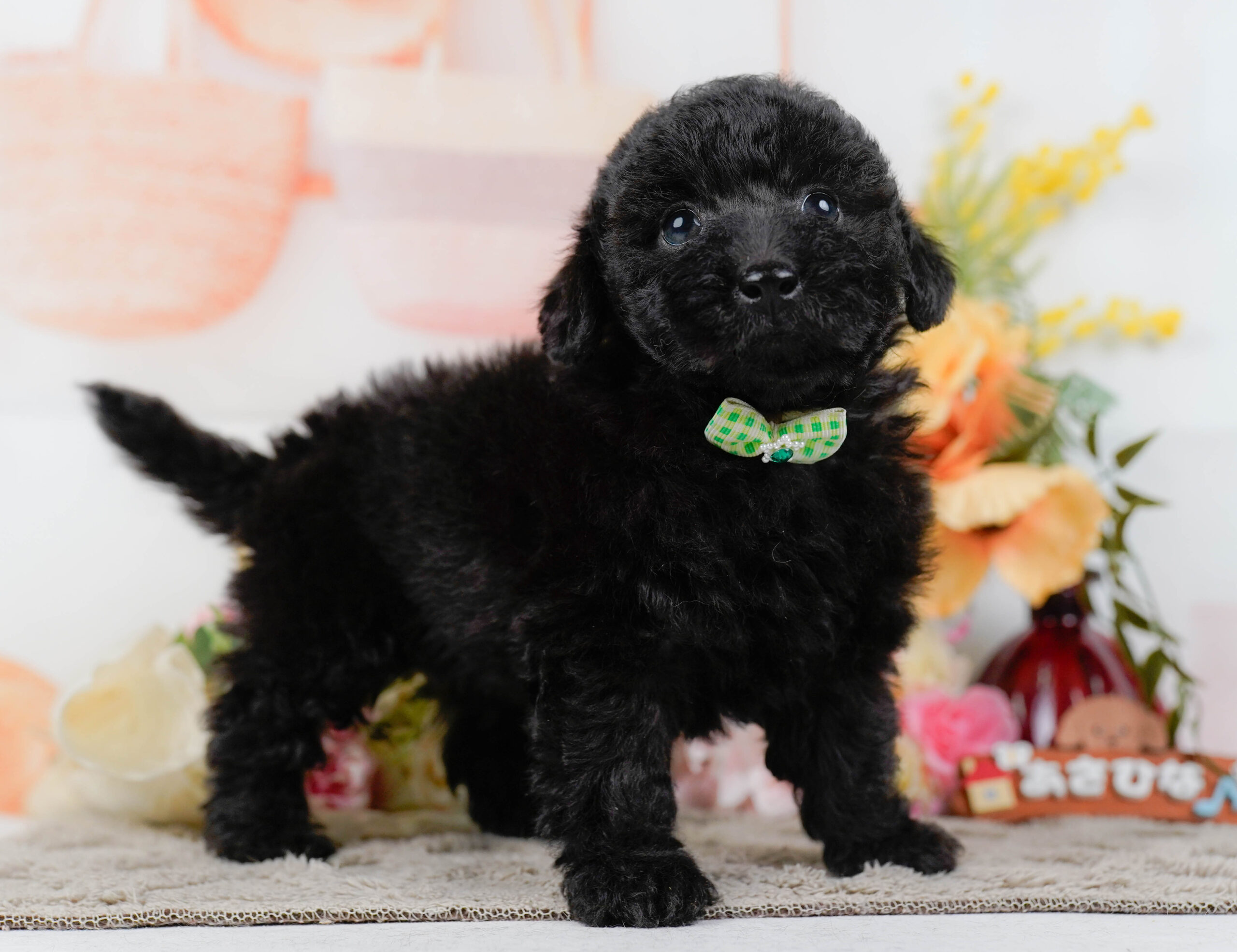 トイ・プードル | 男の子 | ブラック | 2026年1月9日