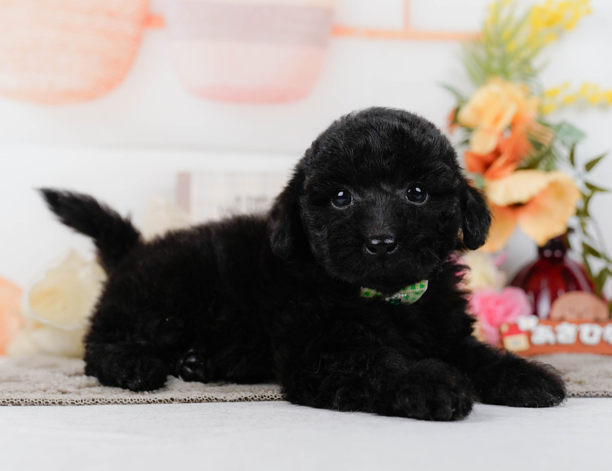 トイ・プードル | 男の子 | ブラック | 2026年1月9日