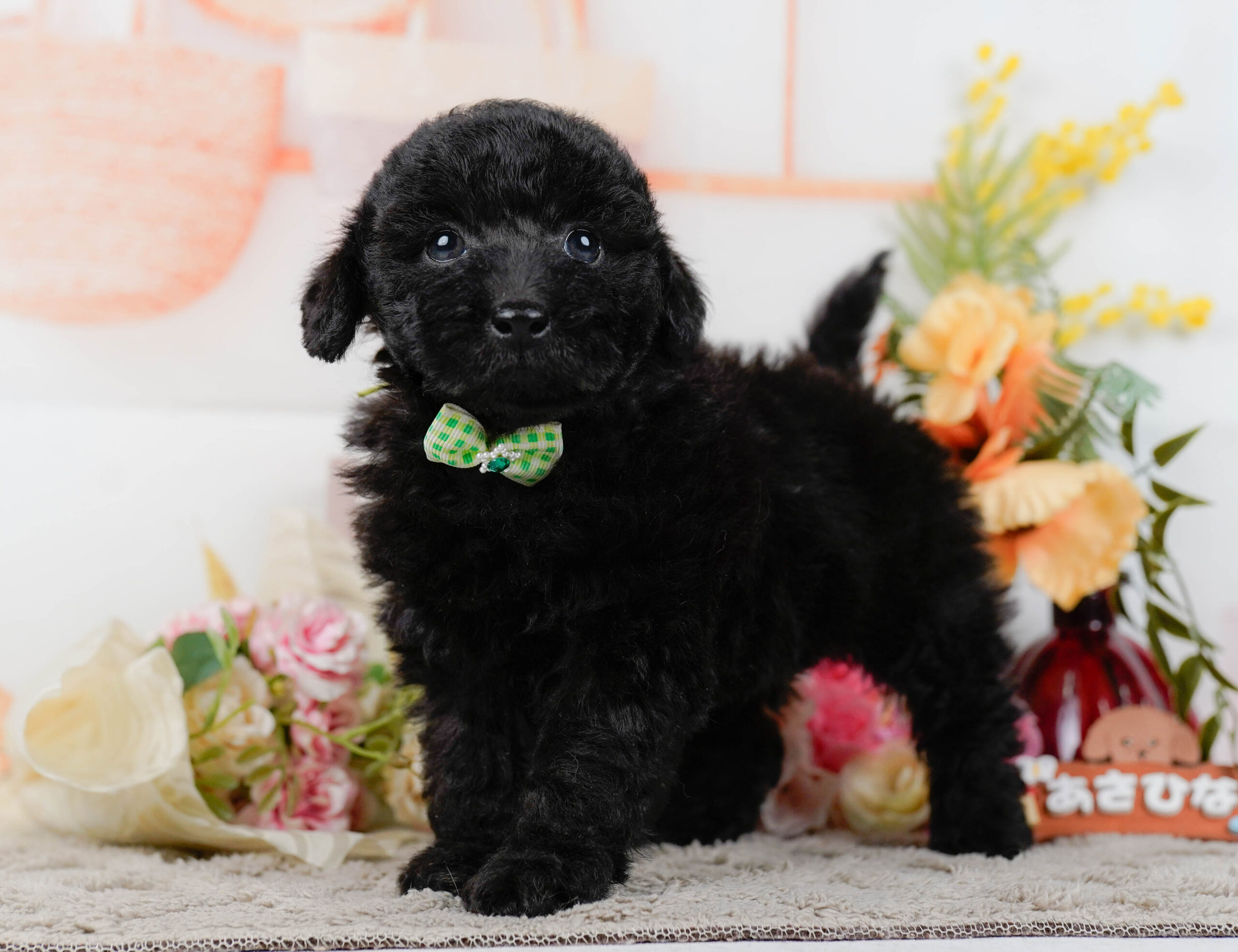 トイ・プードル | 男の子 | ブラック | 2026年1月9日