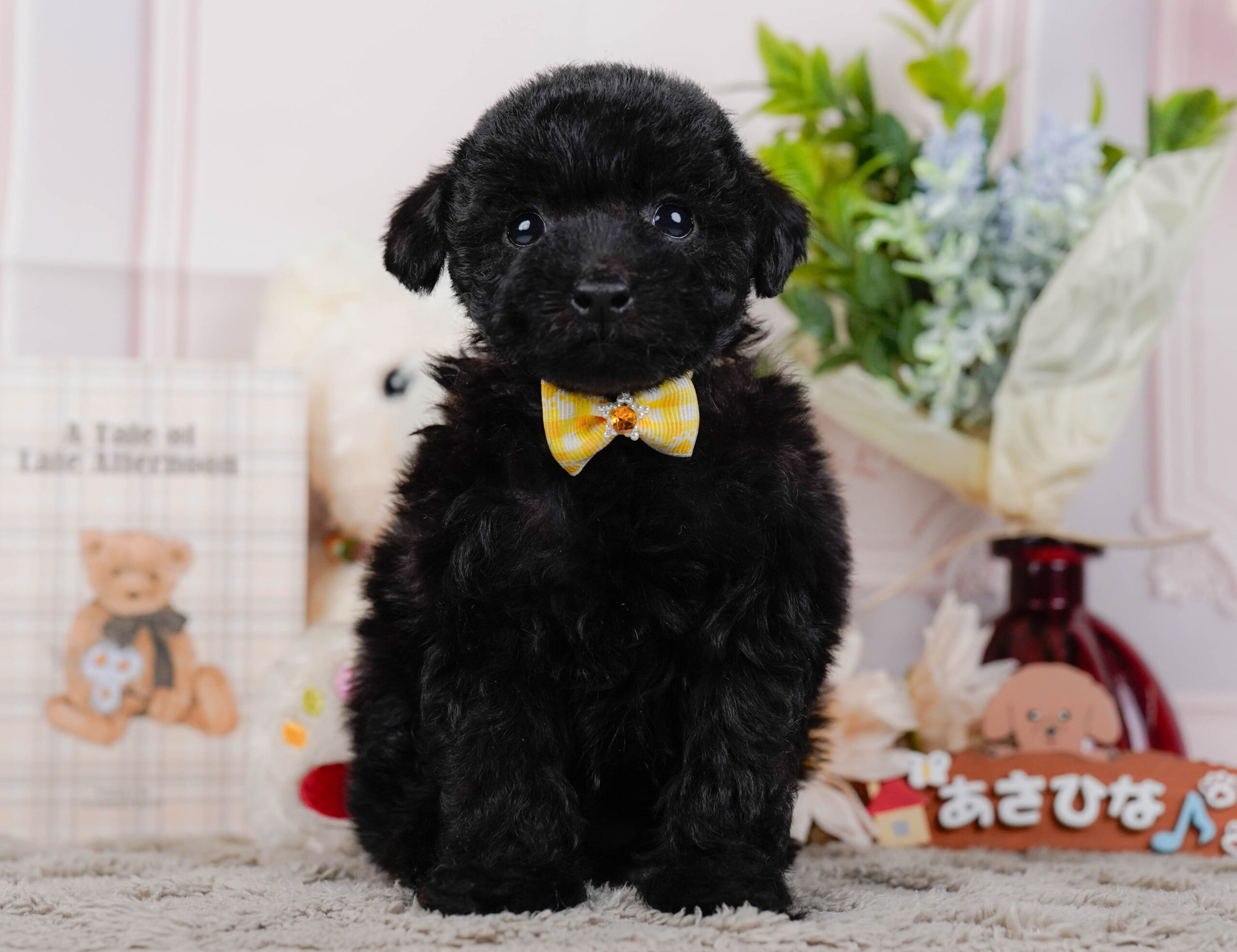タイニー・プードル | 女の子 | ブラック | 2026年1月9日
