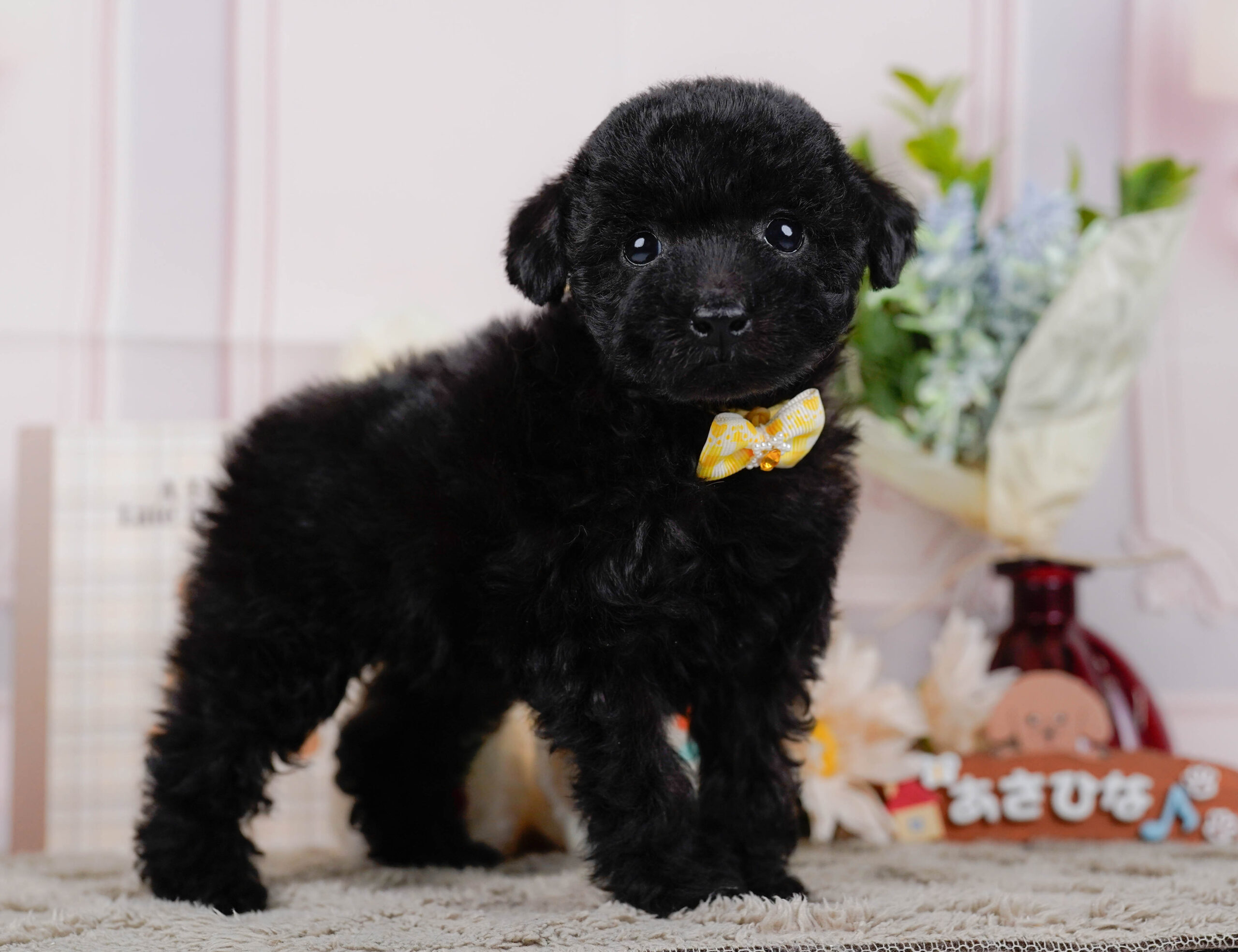 タイニー・プードル | 女の子 | ブラック | 2026年1月9日