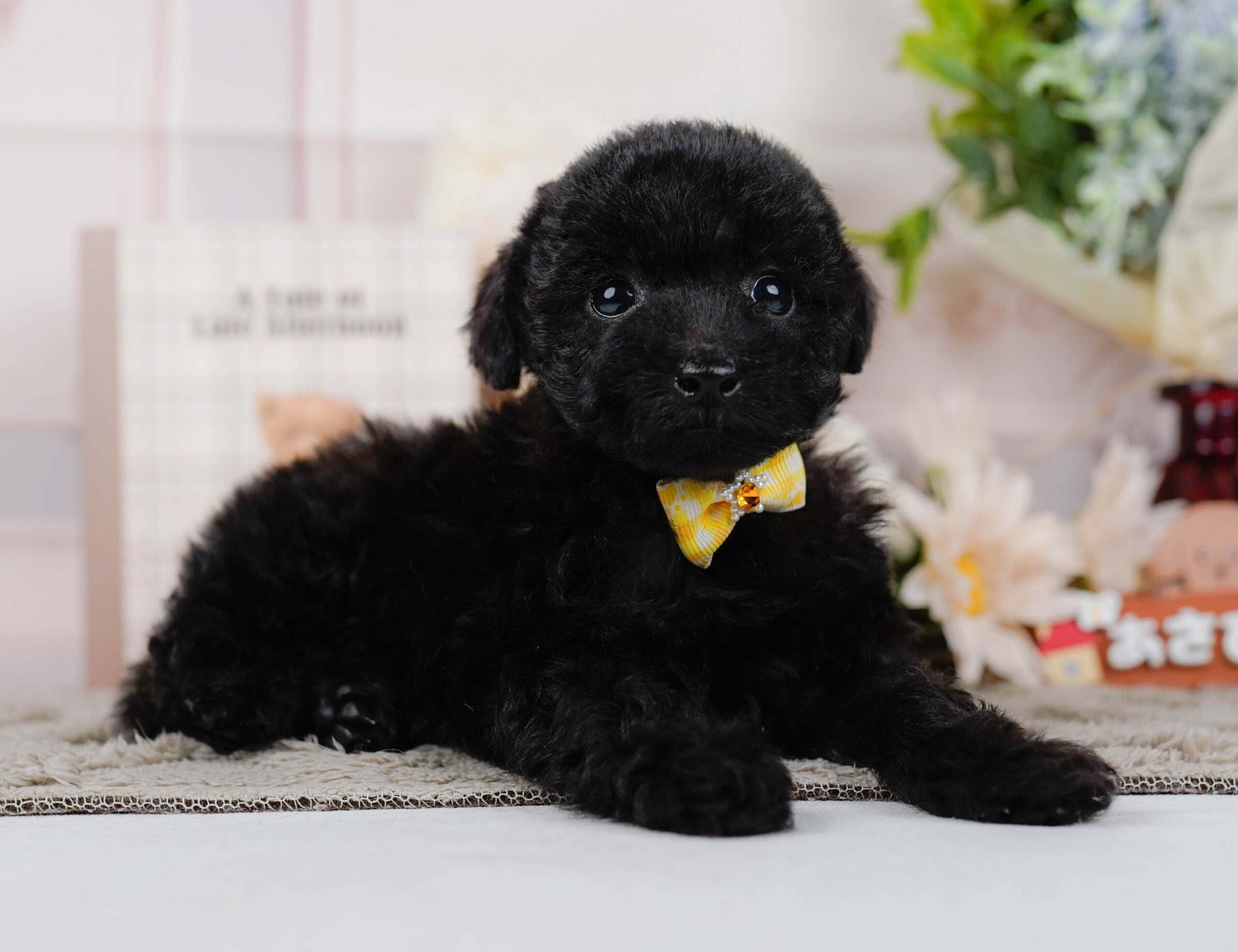 タイニー・プードル | 女の子 | ブラック | 2026年1月9日