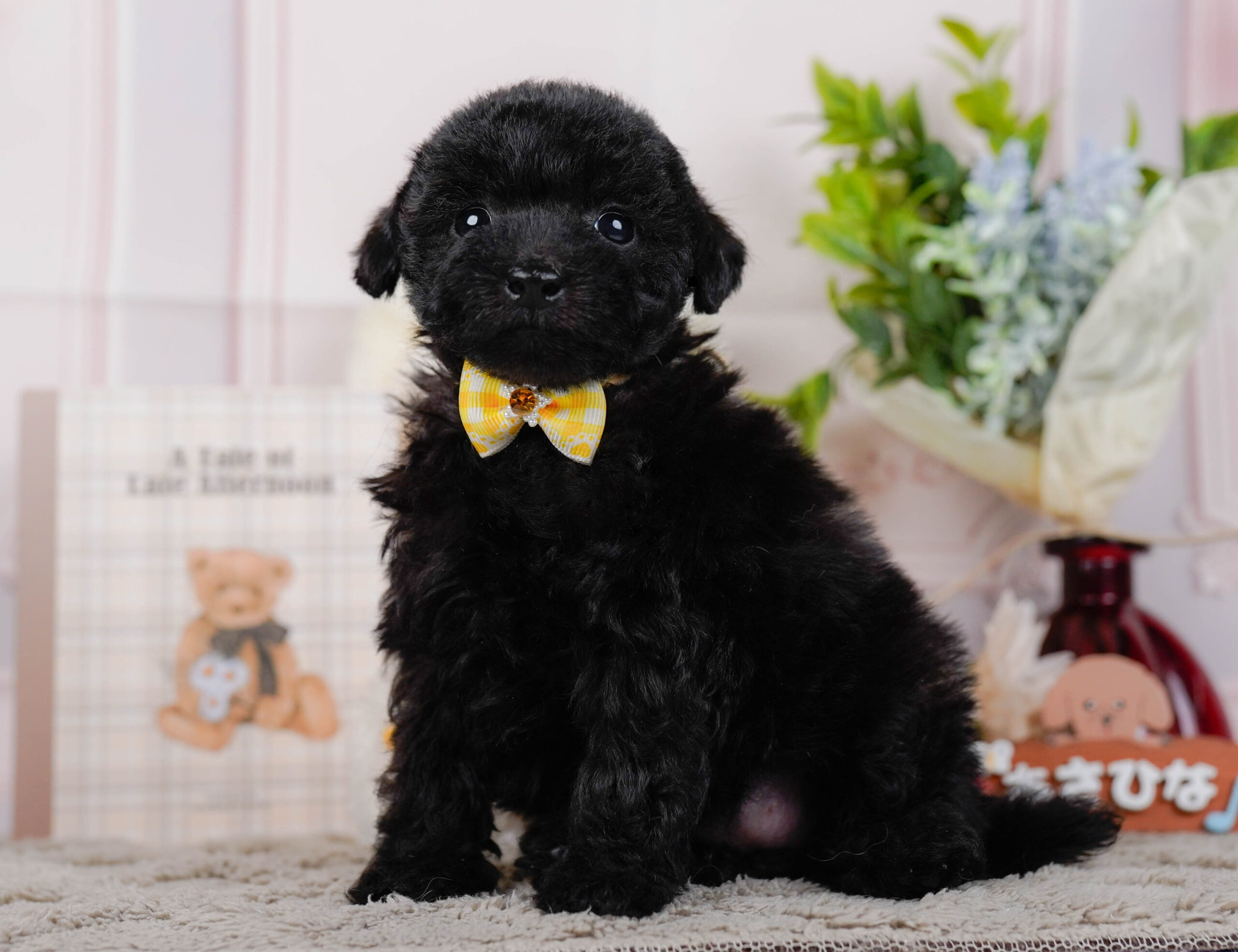 タイニー・プードル | 女の子 | ブラック | 2026年1月9日