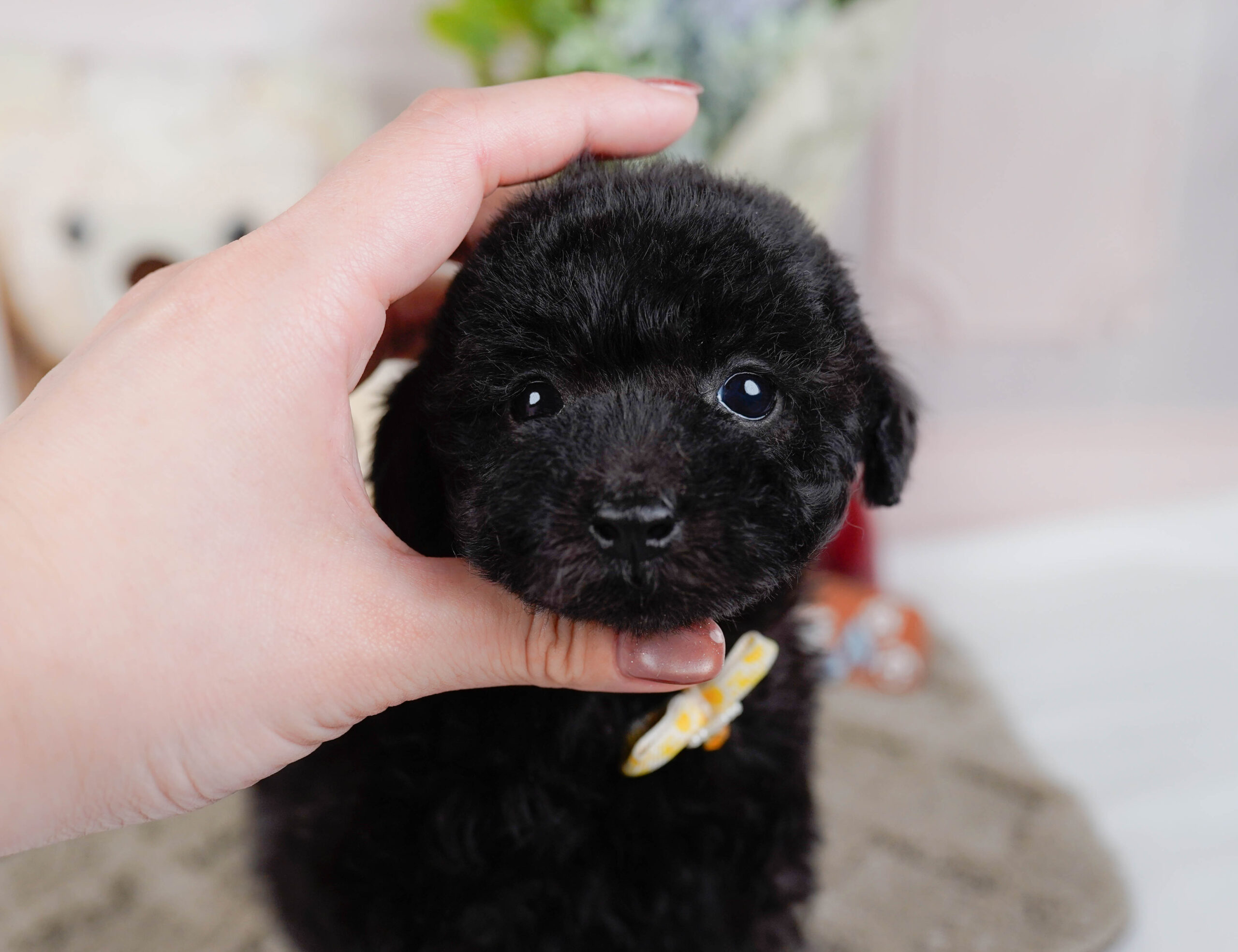 タイニー・プードル | 女の子 | ブラック | 2026年1月9日