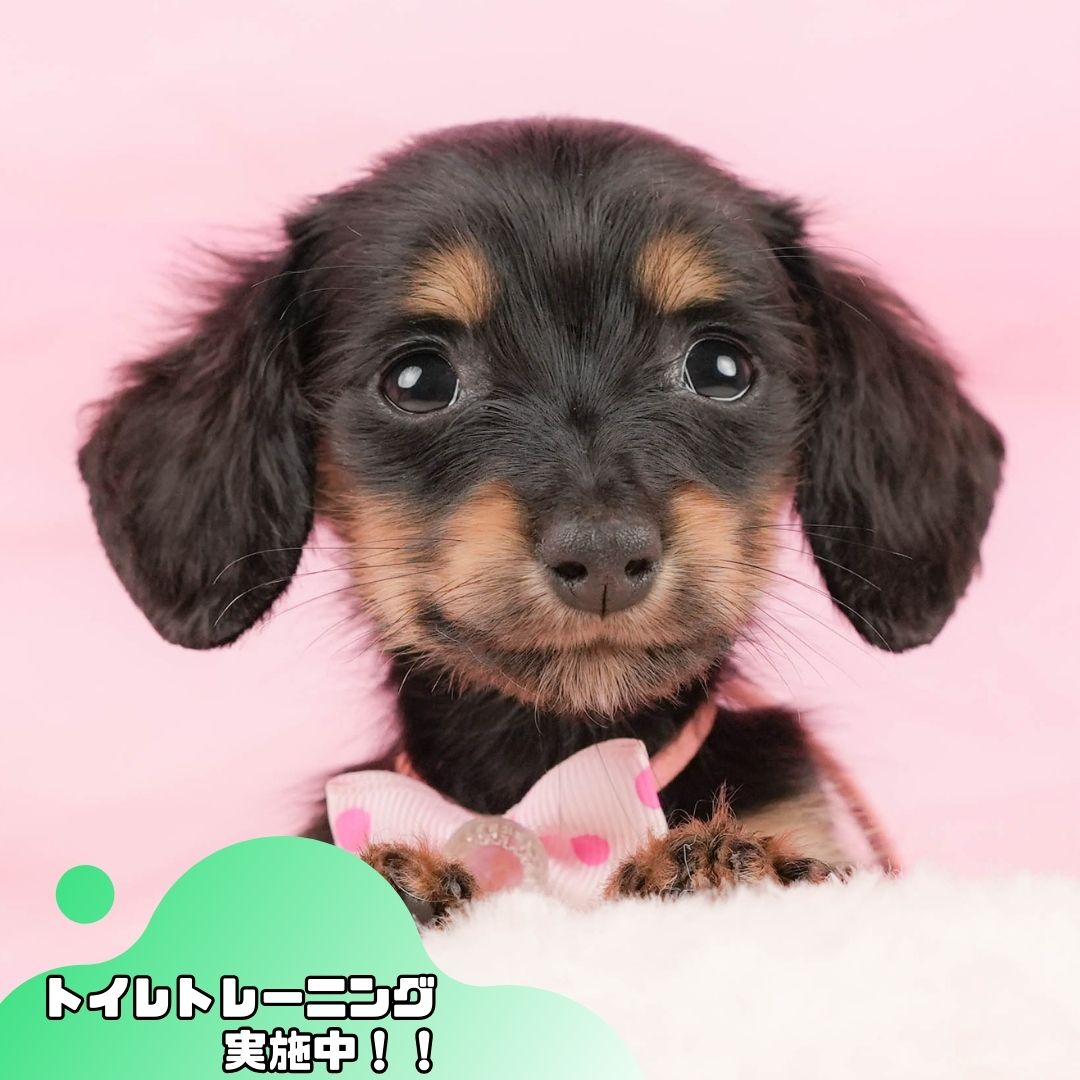 ミニチュア・ダックスフンド(ロング) | 女の子 | ブラックタン | 2026年1月10日