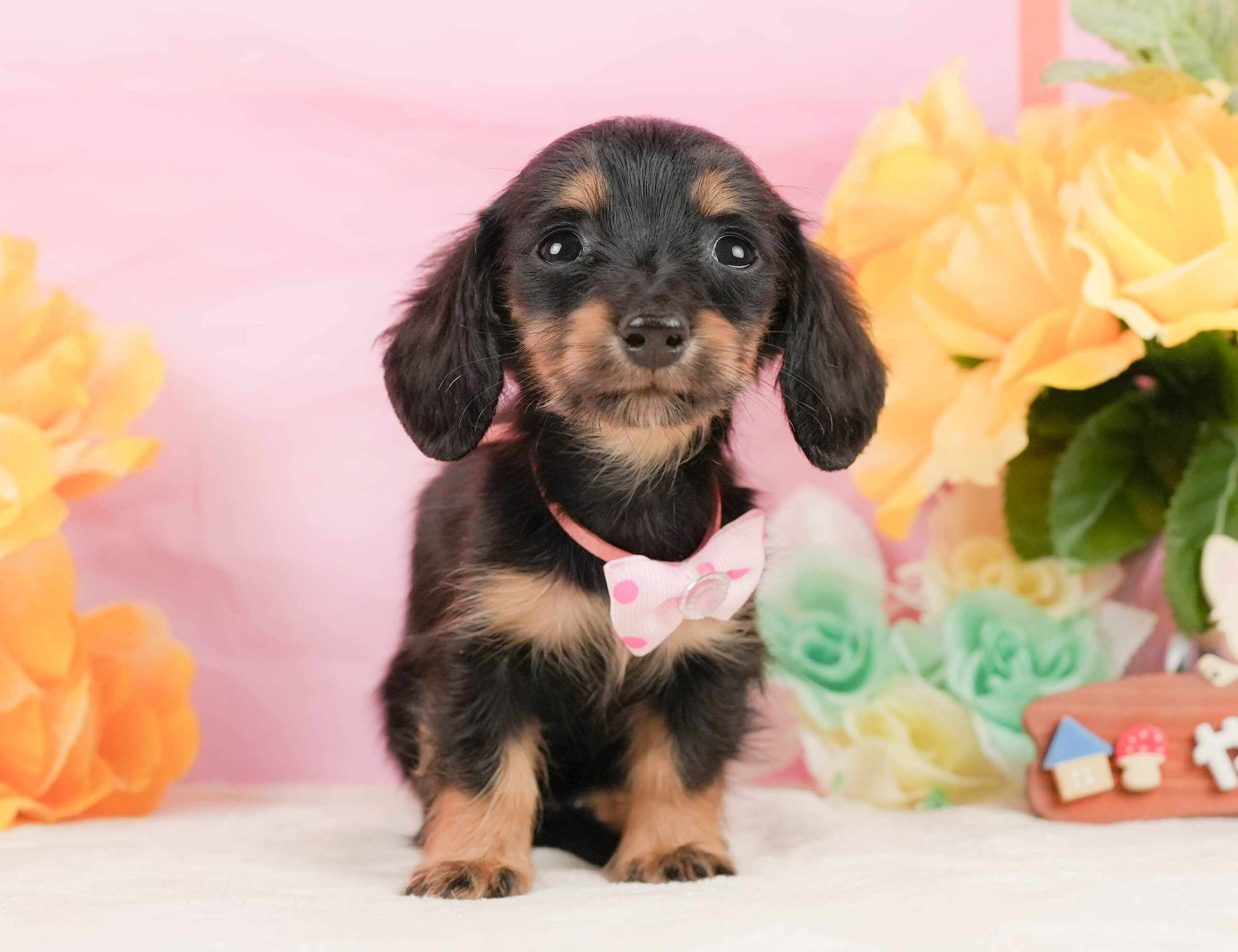 ミニチュア・ダックスフンド(ロング) | 女の子 | ブラックタン | 2026年1月10日