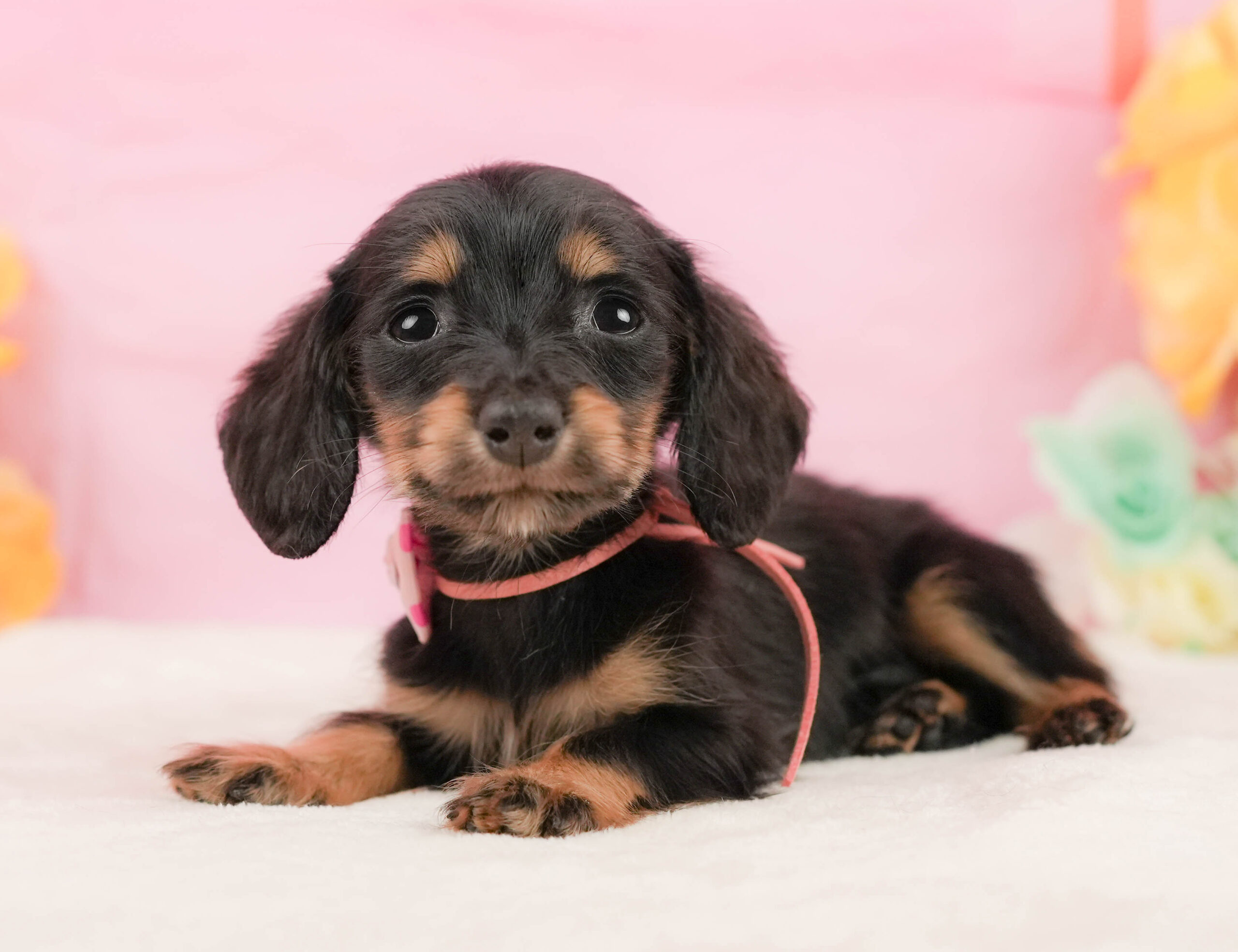 ミニチュア・ダックスフンド(ロング) | 女の子 | ブラックタン | 2026年1月10日