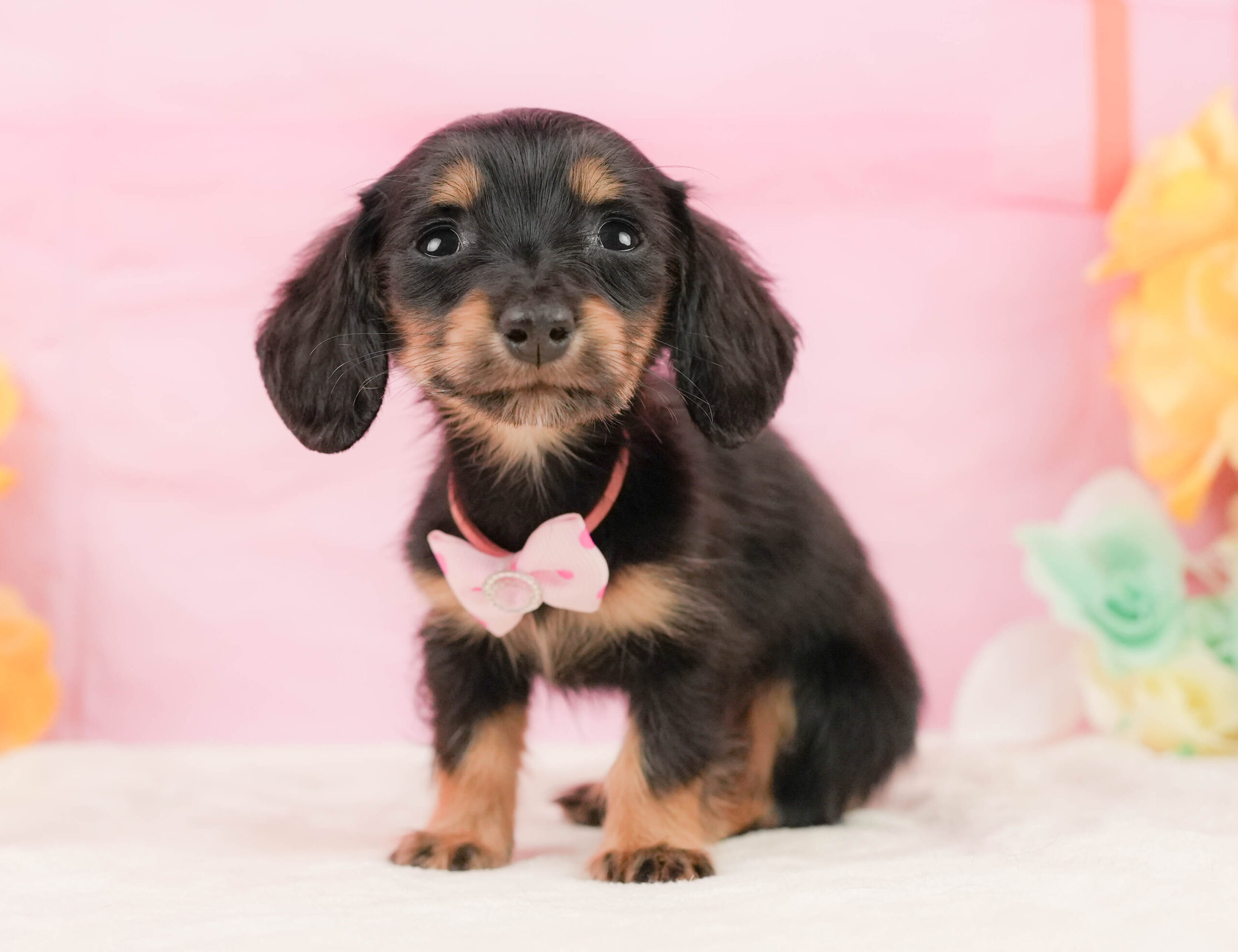 ミニチュア・ダックスフンド(ロング) | 女の子 | ブラックタン | 2026年1月10日