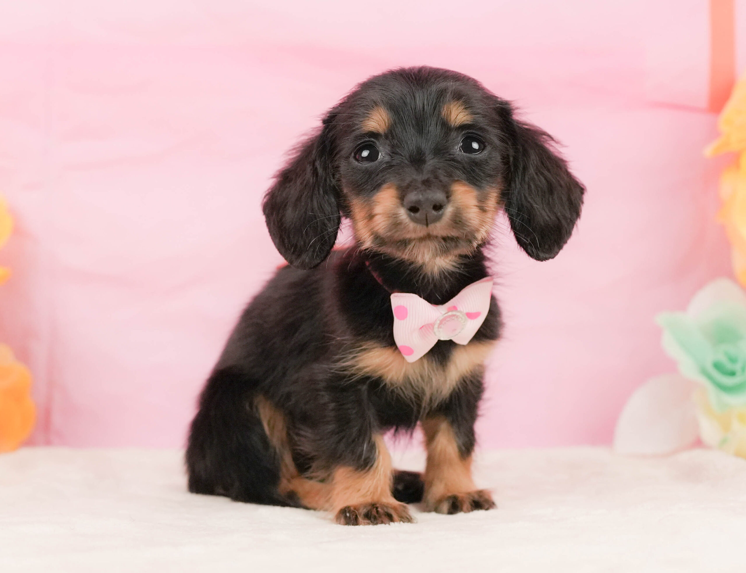 ミニチュア・ダックスフンド(ロング) | 女の子 | ブラックタン | 2026年1月10日