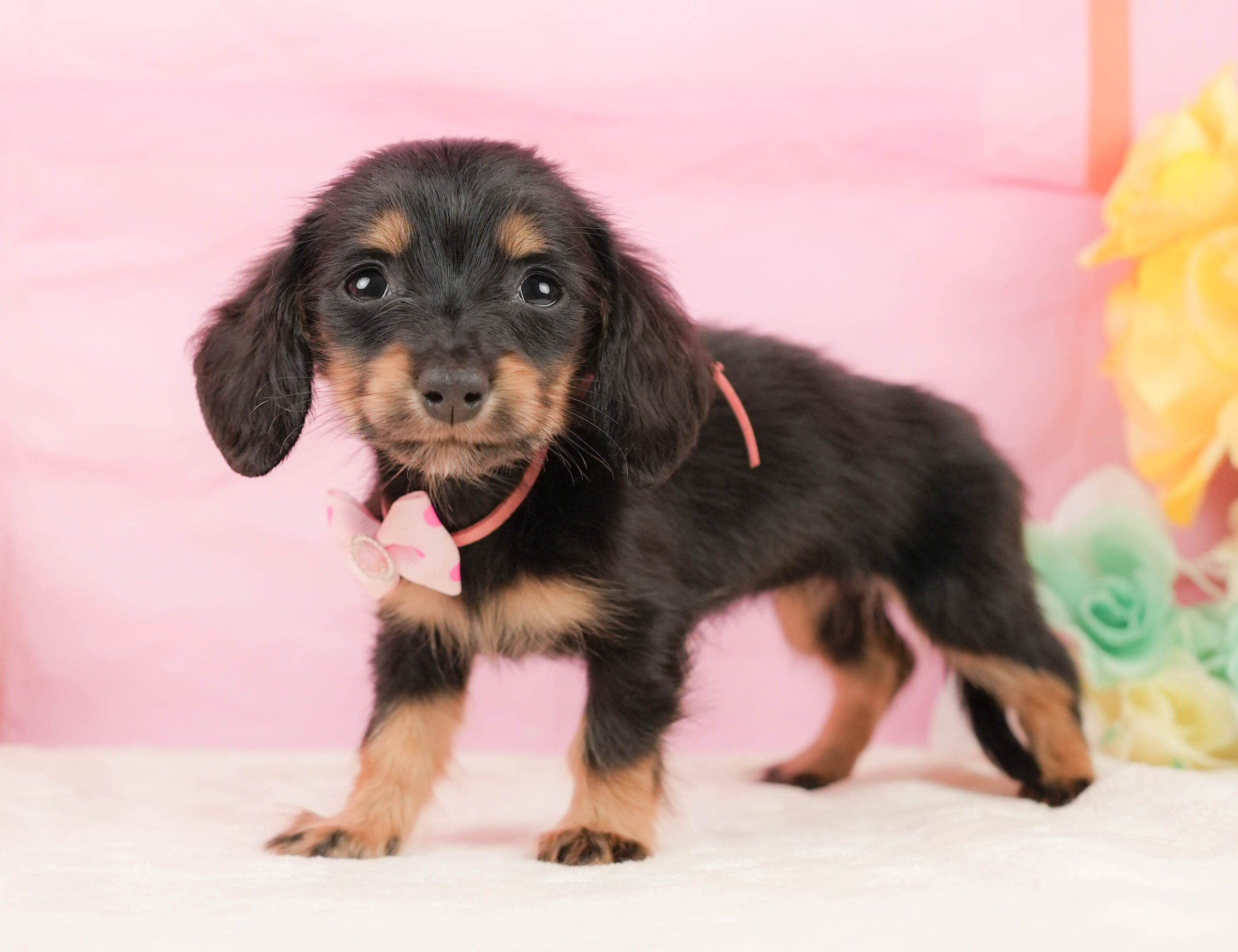 ミニチュア・ダックスフンド(ロング) | 女の子 | ブラックタン | 2026年1月10日