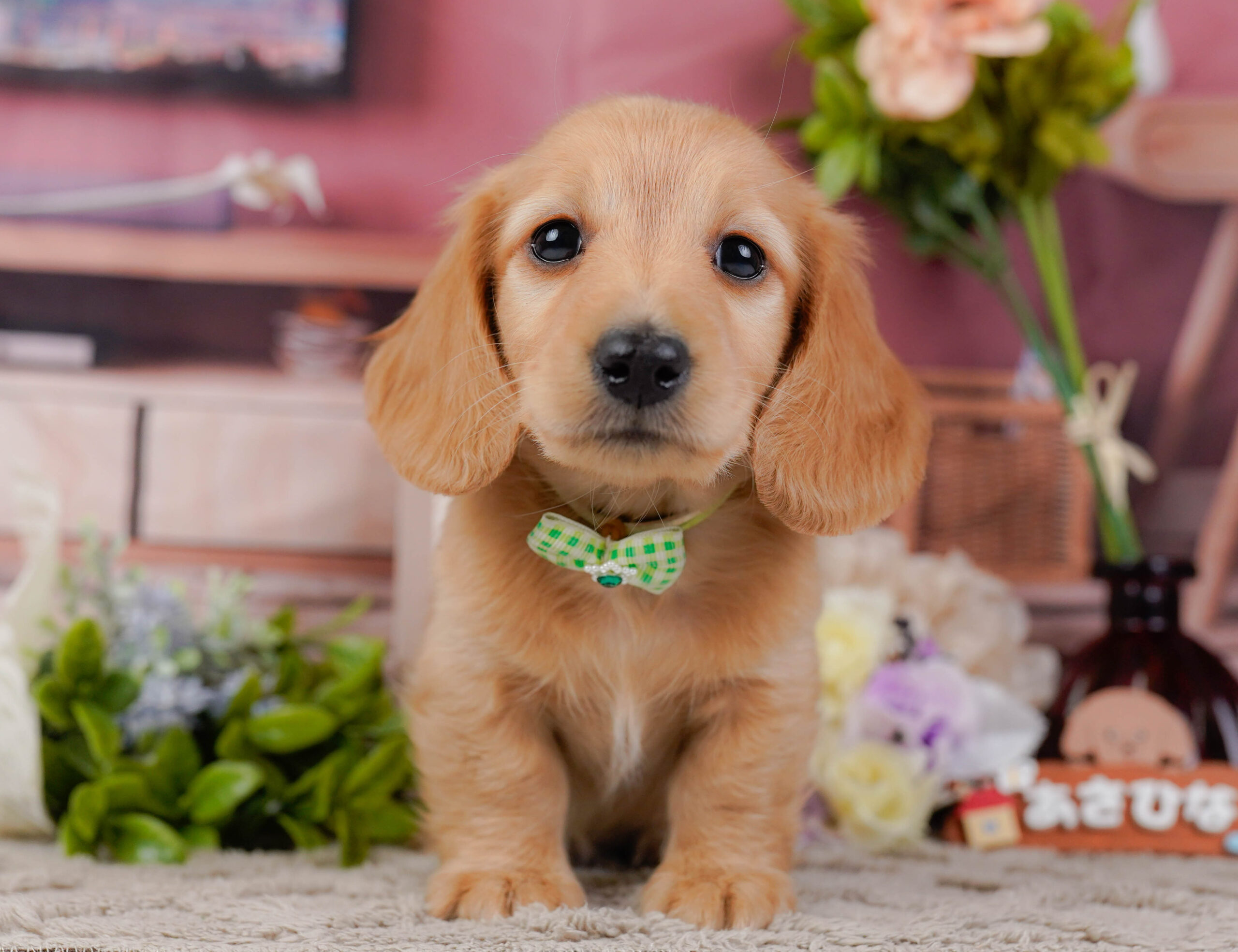 ミニチュア・ダックスフンド(ロング) | 男の子 | レッド | 2026年1月10日