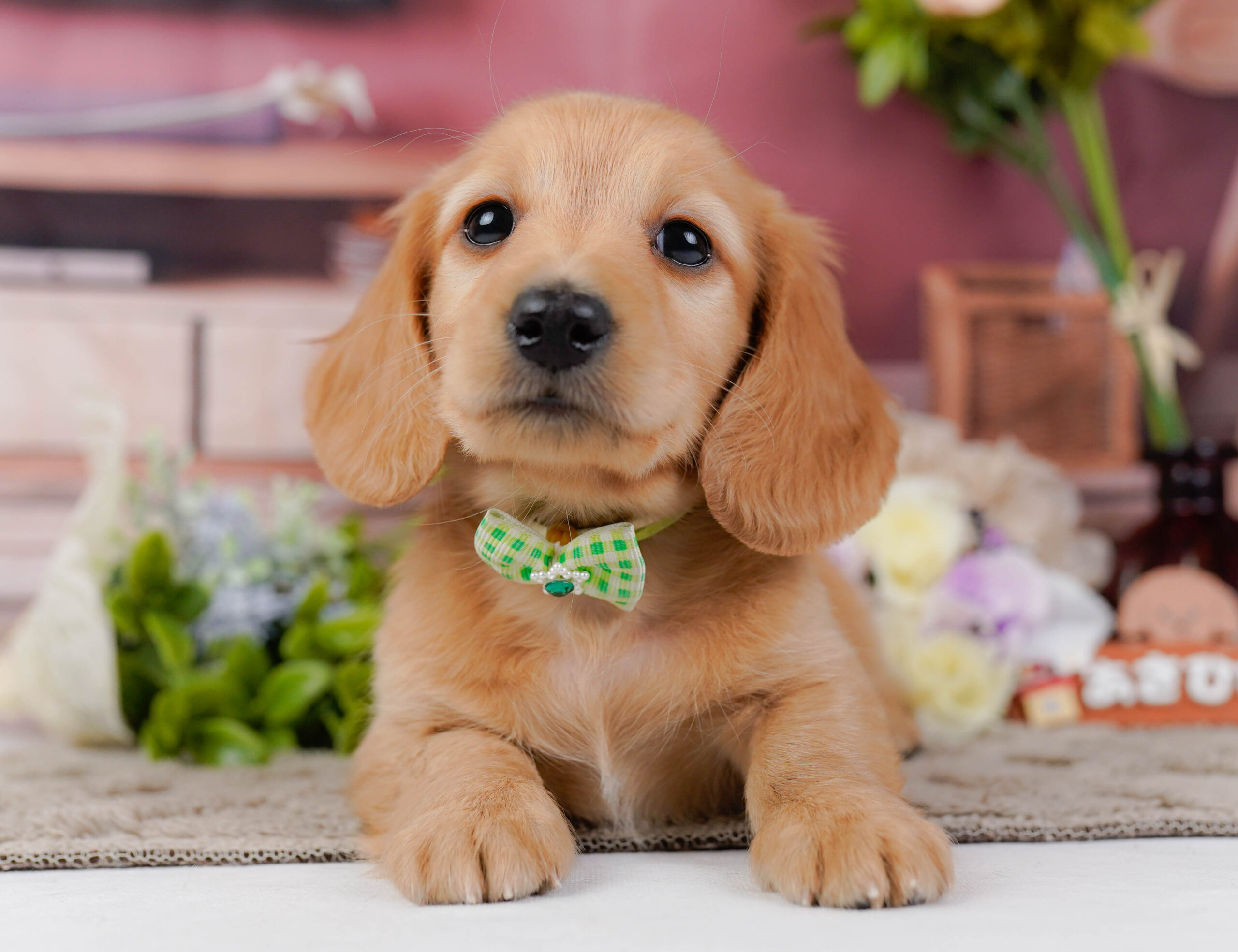 ミニチュア・ダックスフンド(ロング) | 男の子 | レッド | 2026年1月10日