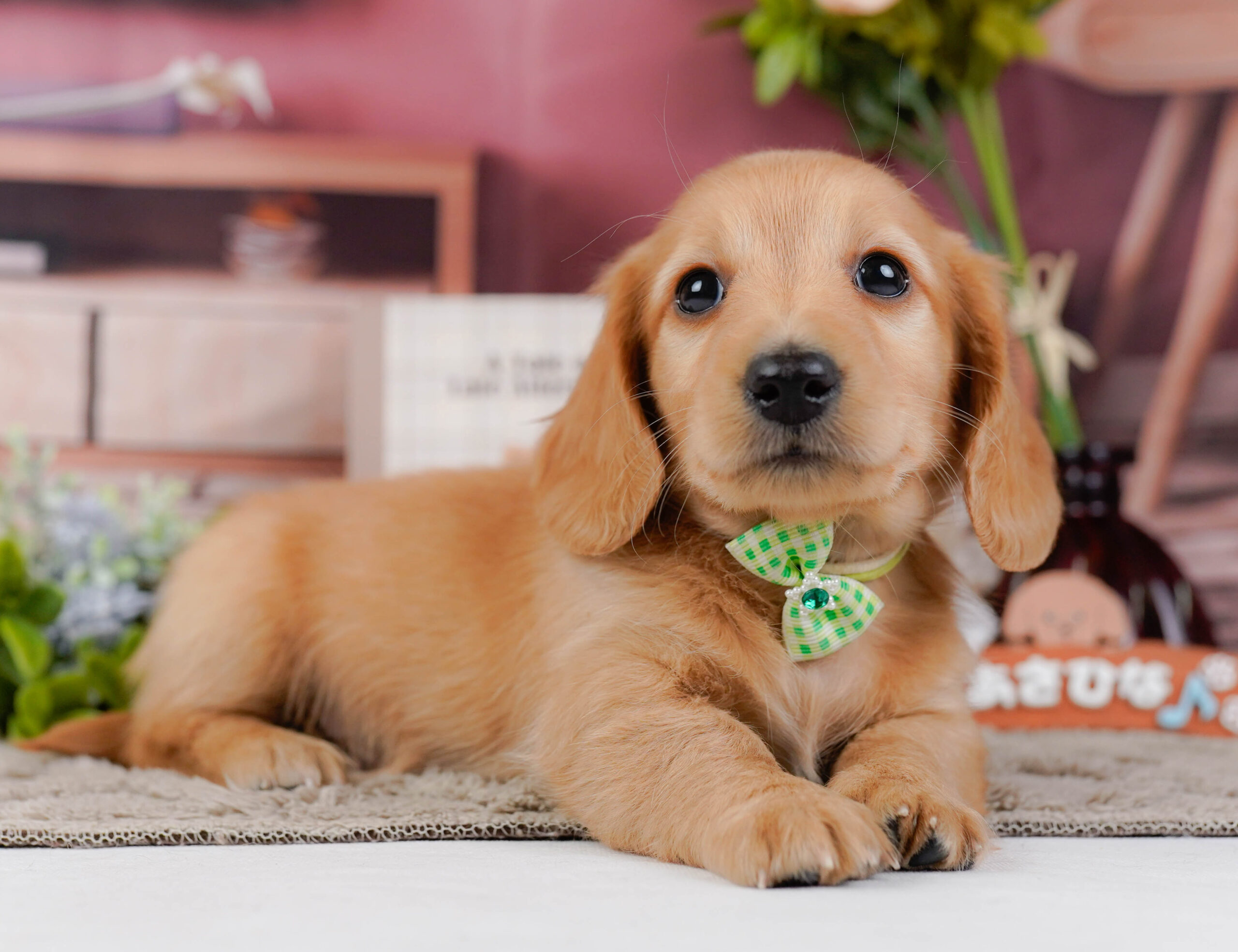 ミニチュア・ダックスフンド(ロング) | 男の子 | レッド | 2026年1月10日