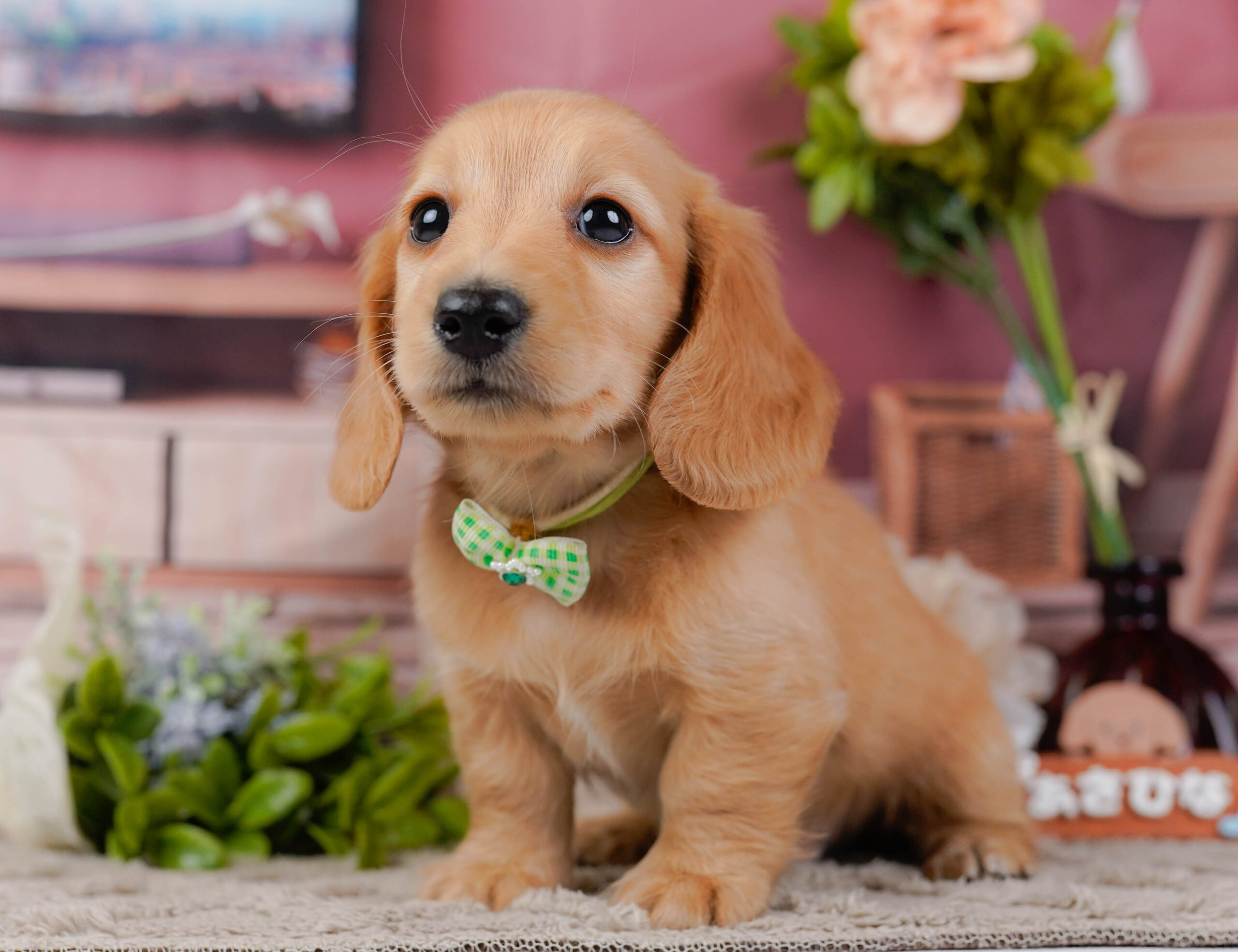 ミニチュア・ダックスフンド(ロング) | 男の子 | レッド | 2026年1月10日