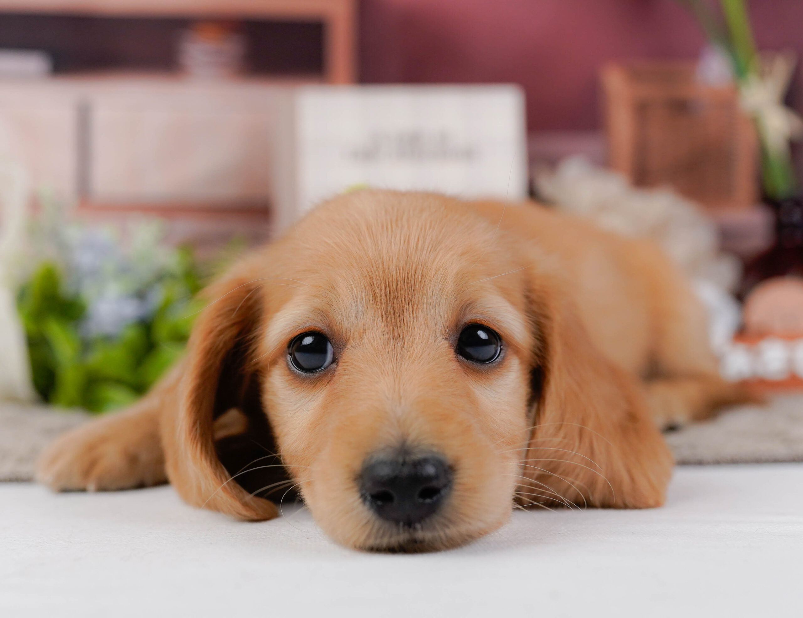 ミニチュア・ダックスフンド(ロング) | 男の子 | レッド | 2026年1月10日