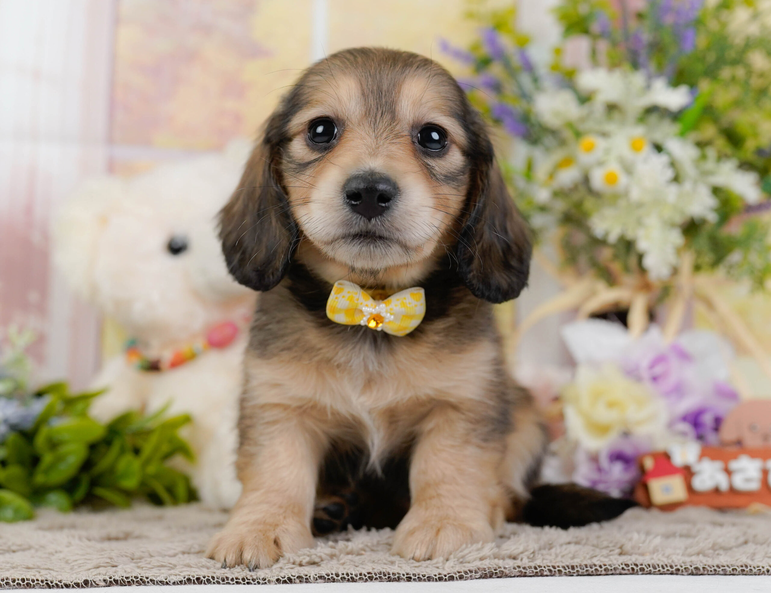 ミニチュア・ダックスフンド(ロング) | 女の子 | シェーテッドイエロー | 2026年1月10日