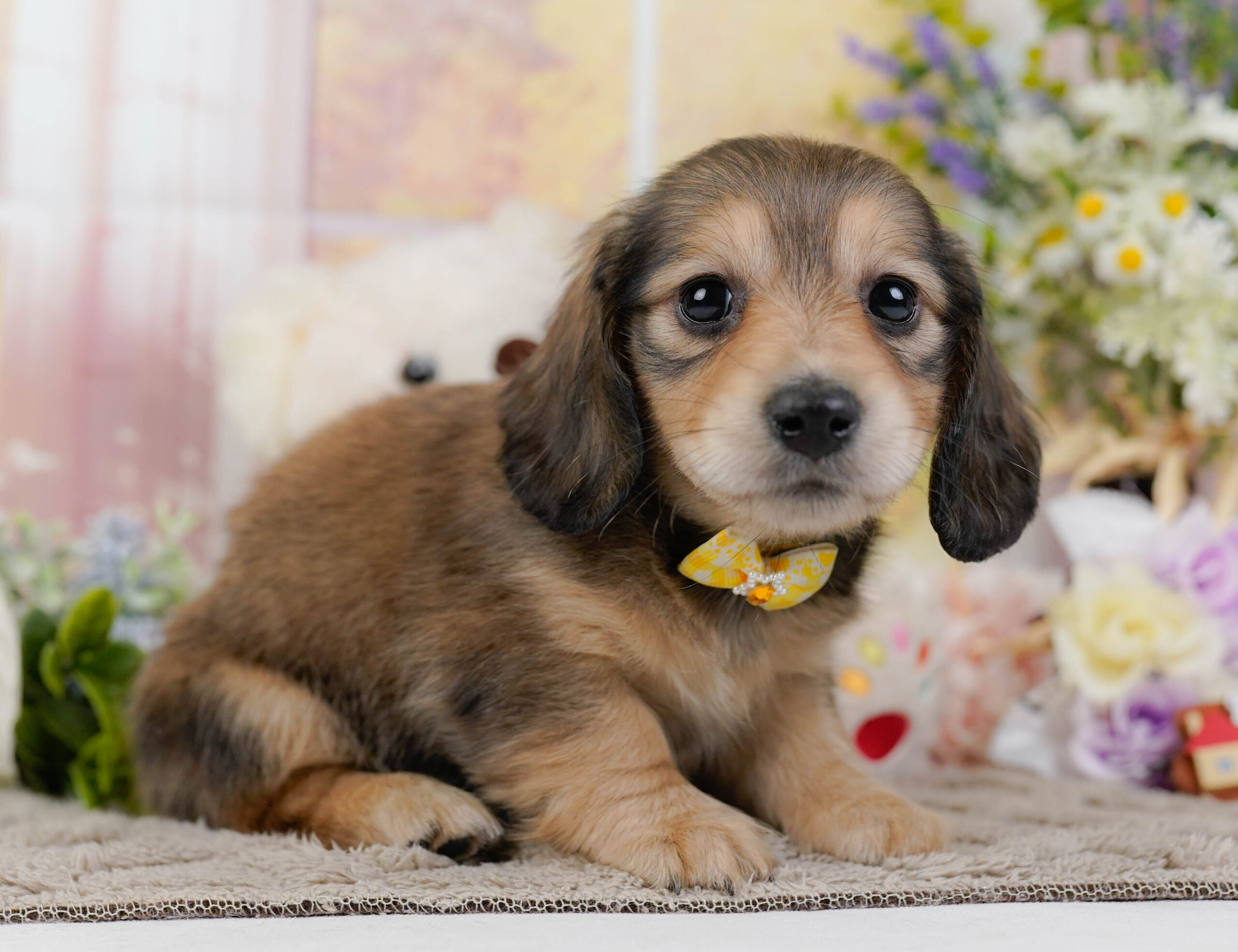 ミニチュア・ダックスフンド(ロング) | 女の子 | シェーテッドイエロー | 2026年1月10日