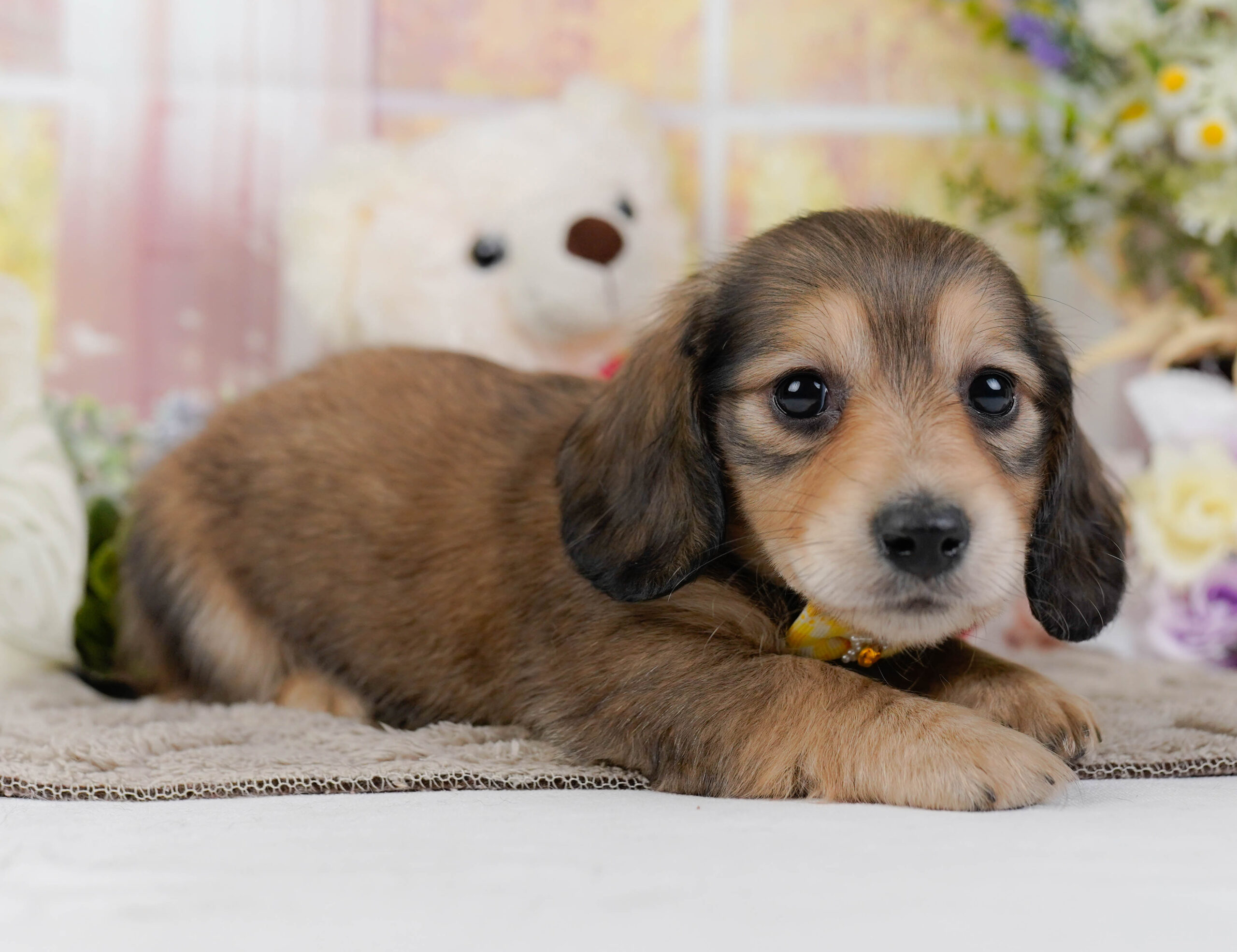 ミニチュア・ダックスフンド(ロング) | 女の子 | シェーテッドイエロー | 2026年1月10日
