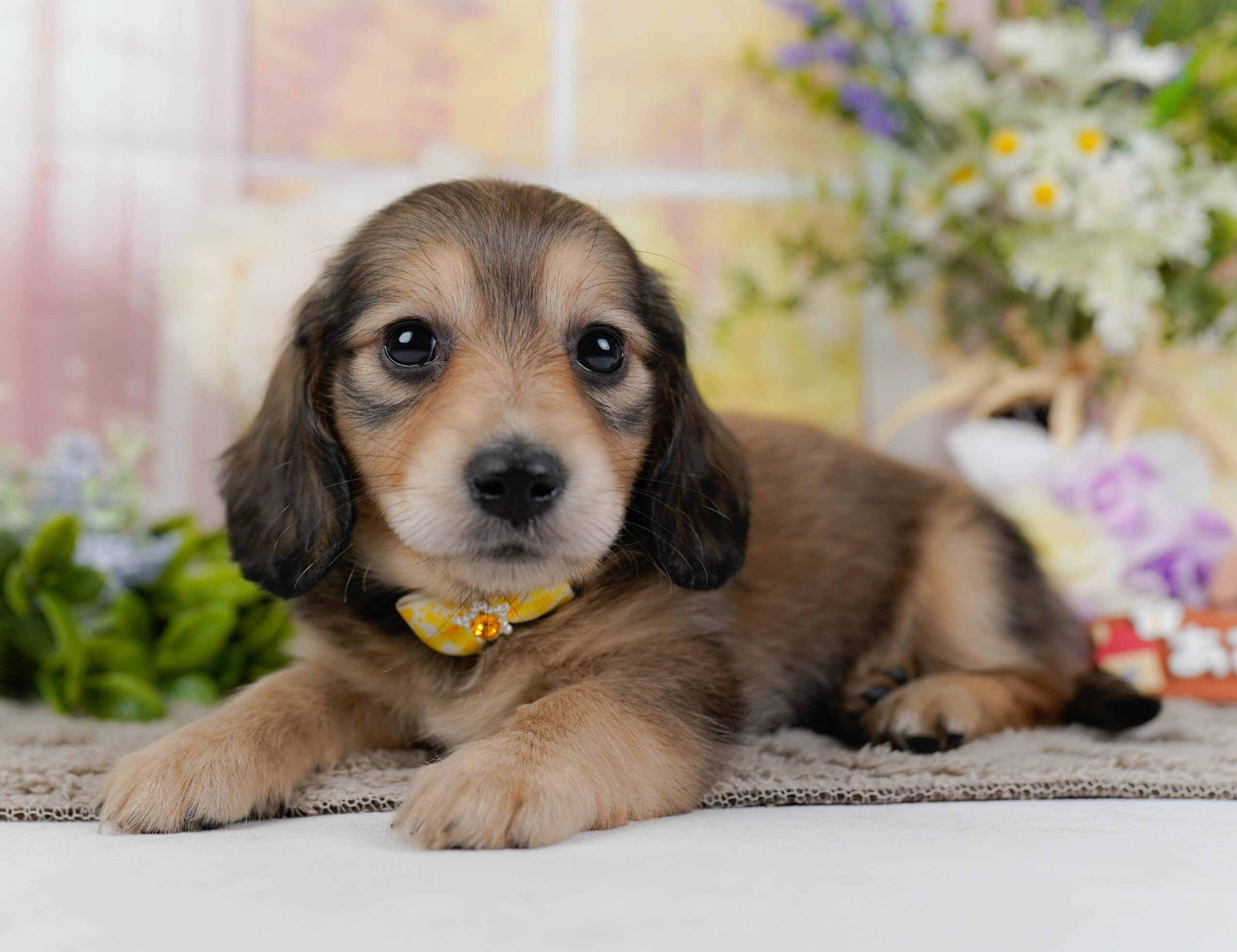 ミニチュア・ダックスフンド(ロング) | 女の子 | シェーテッドイエロー | 2026年1月10日