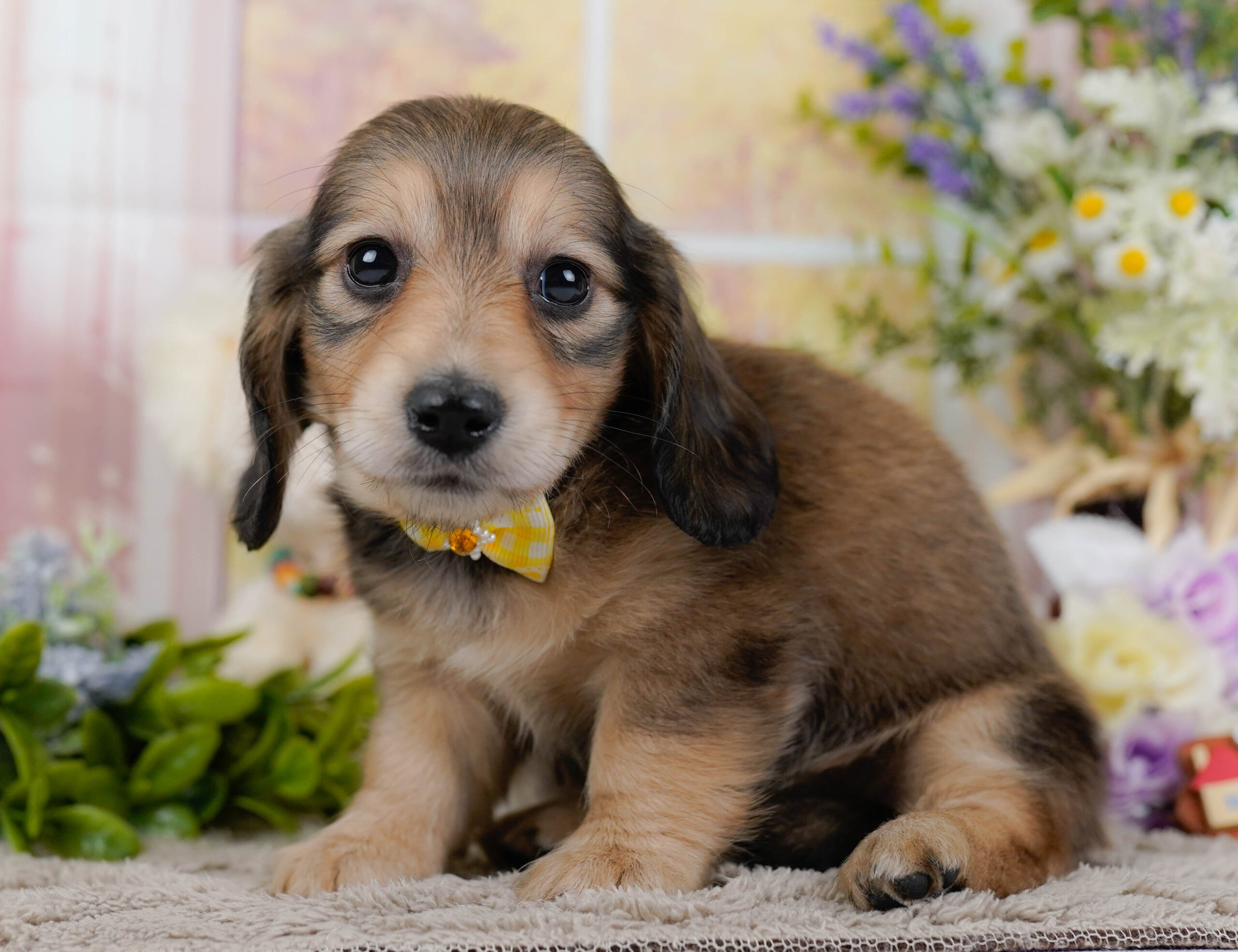 ミニチュア・ダックスフンド(ロング) | 女の子 | シェーテッドイエロー | 2026年1月10日