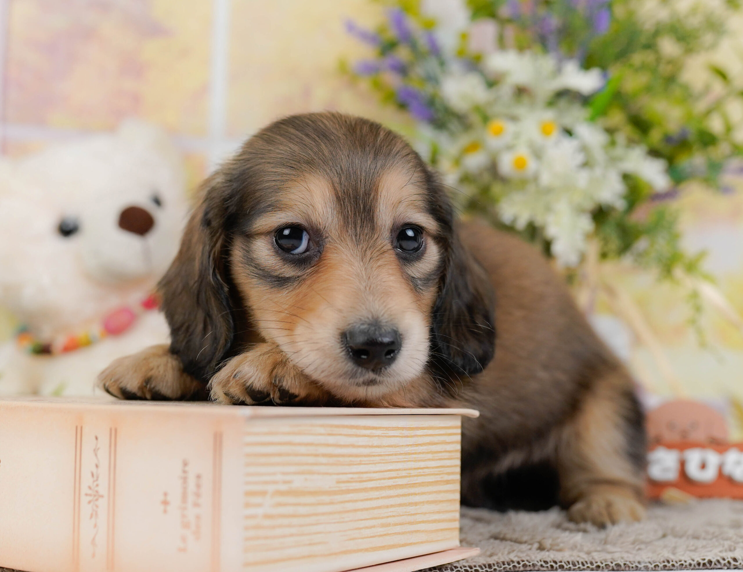 ミニチュア・ダックスフンド(ロング) | 女の子 | シェーテッドイエロー | 2026年1月10日
