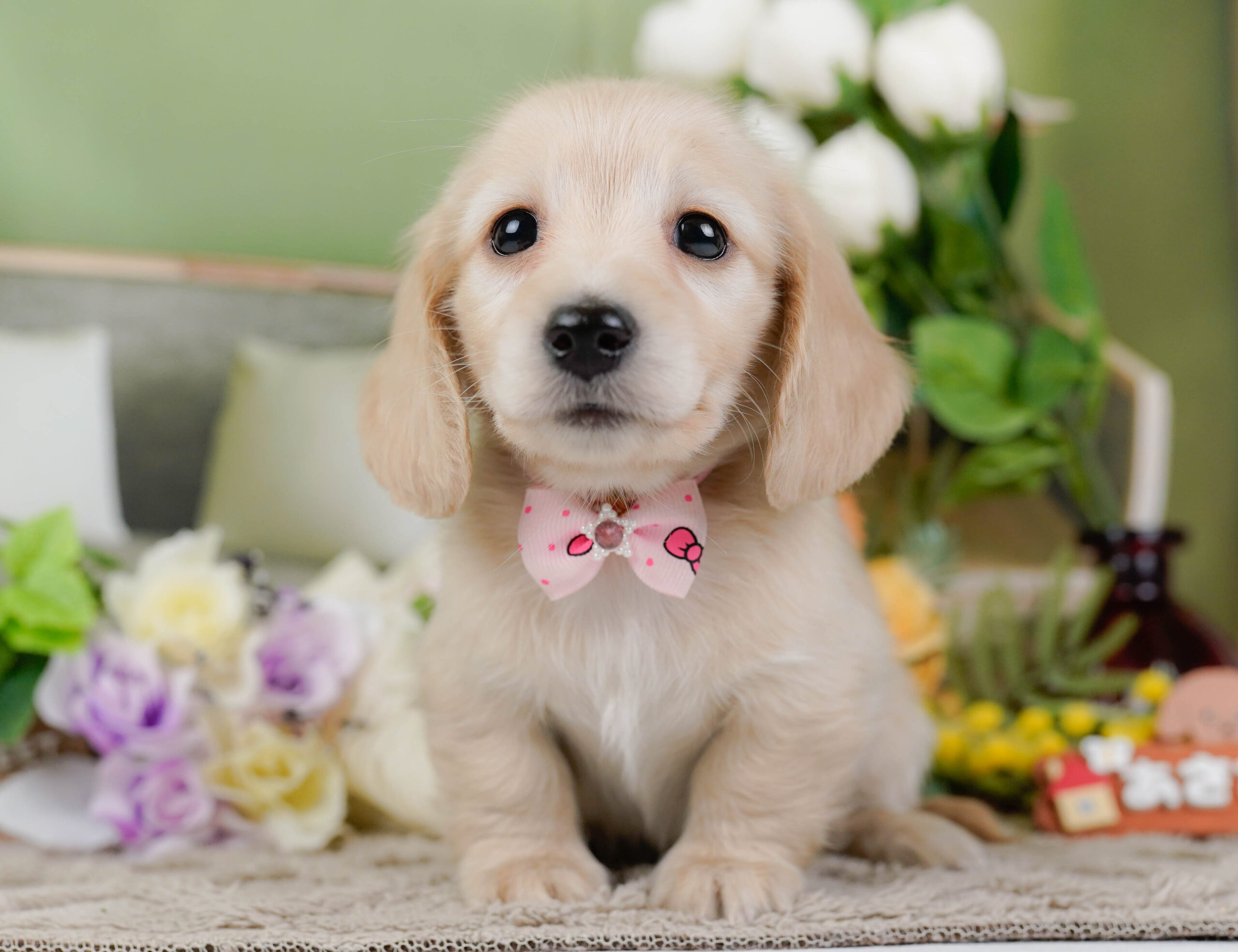 ミニチュア・ダックスフンド(ロング) | 女の子 | クリーム | 2026年1月10日