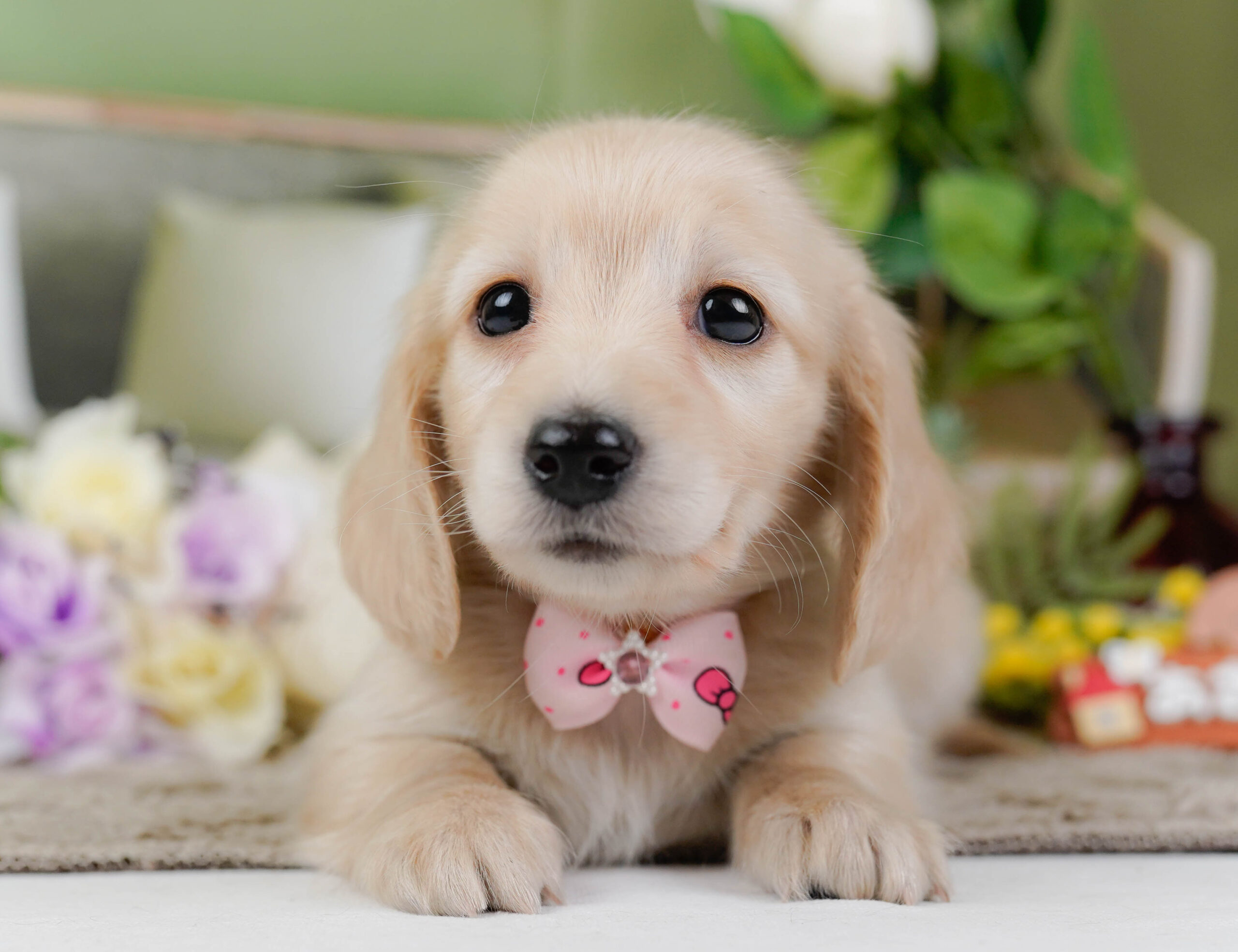 ミニチュア・ダックスフンド(ロング) | 女の子 | クリーム | 2026年1月10日