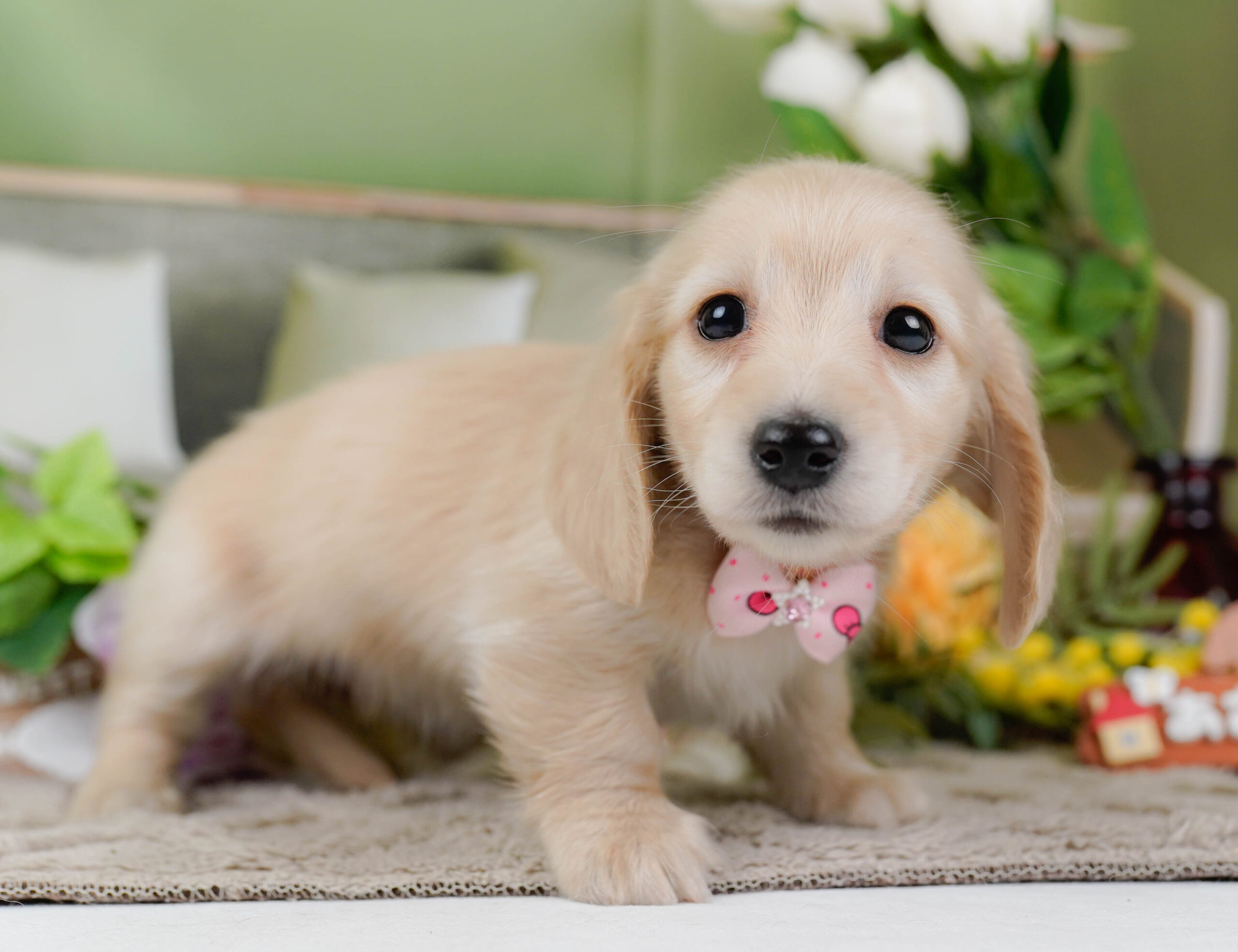 ミニチュア・ダックスフンド(ロング) | 女の子 | クリーム | 2026年1月10日