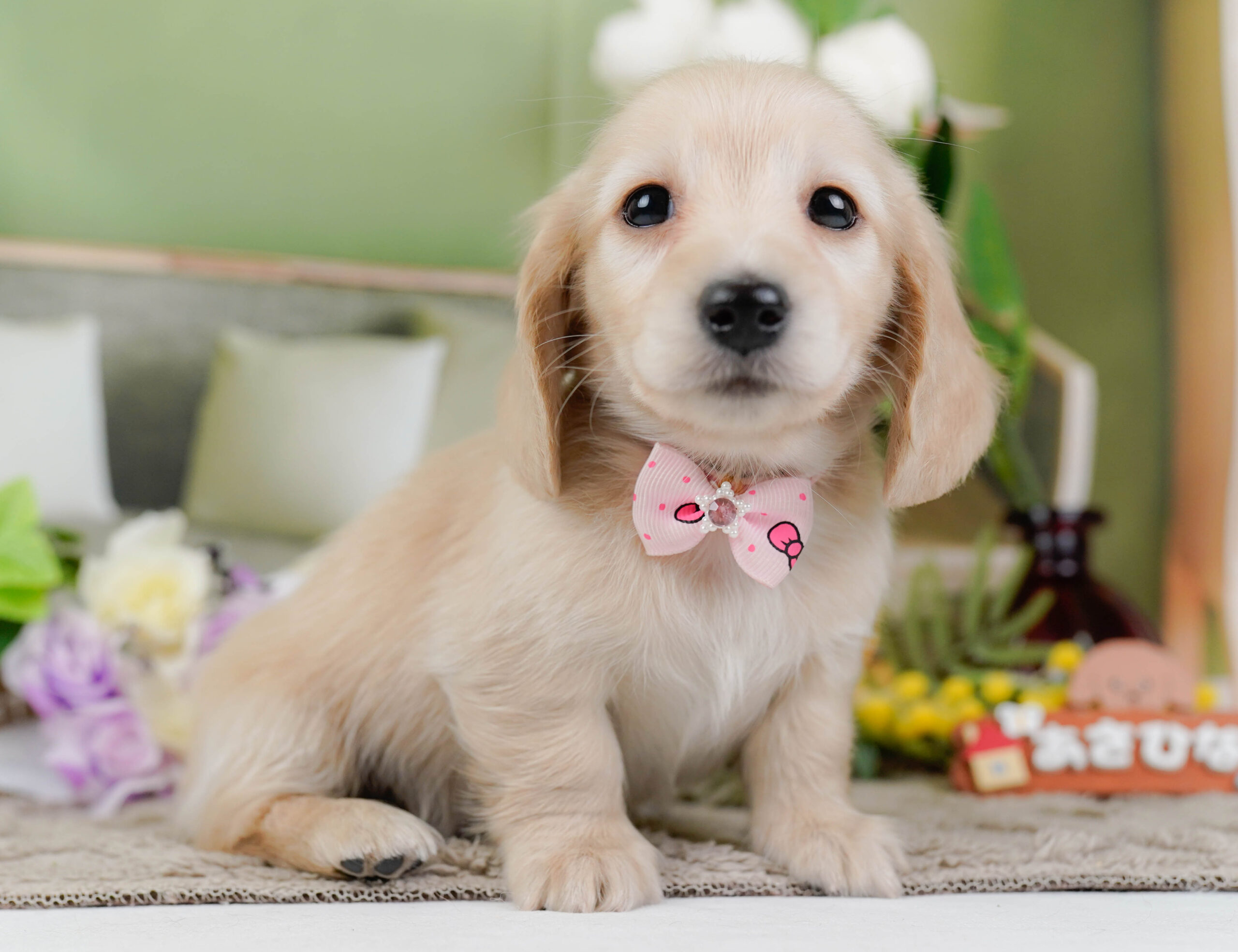 ミニチュア・ダックスフンド(ロング) | 女の子 | クリーム | 2026年1月10日