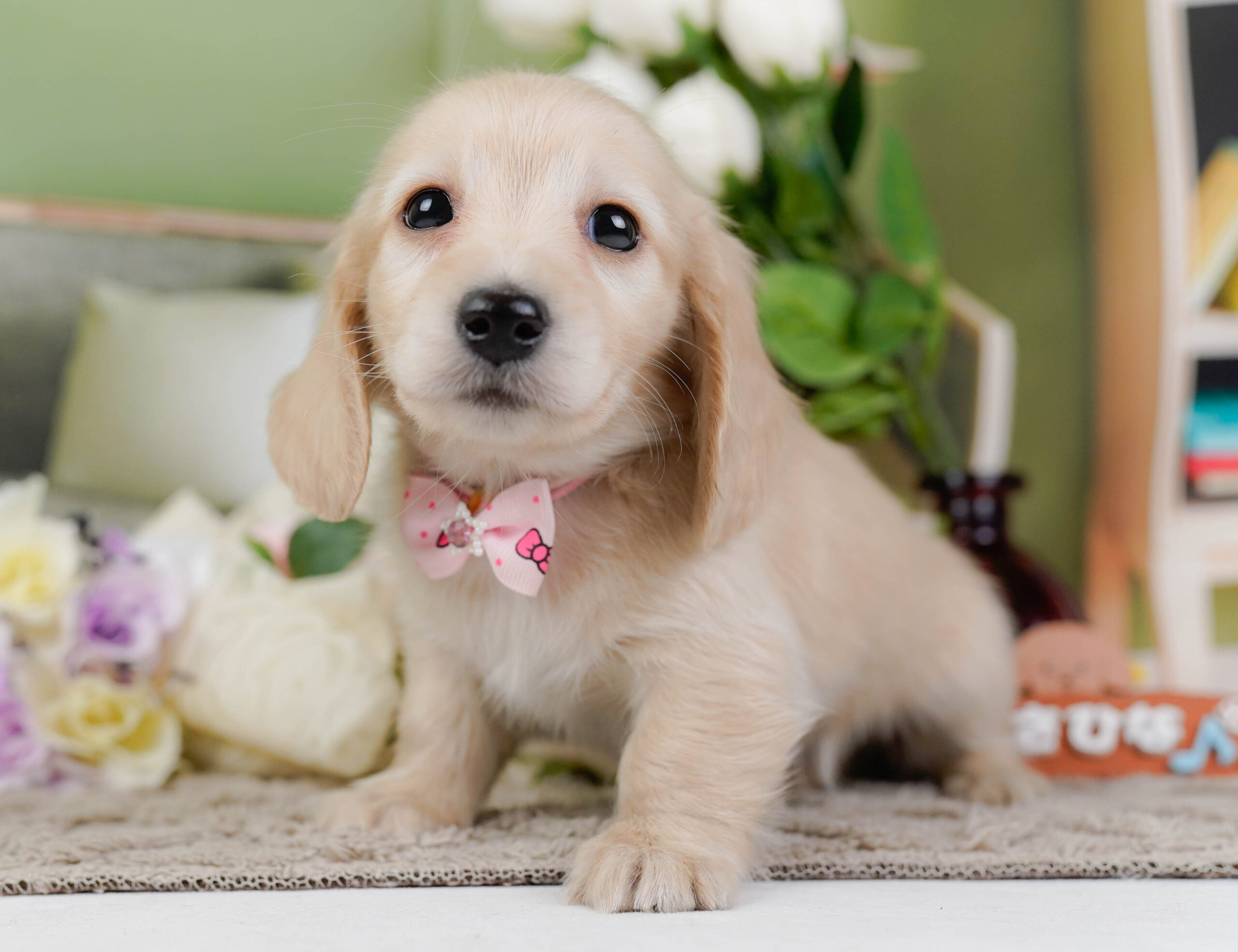 ミニチュア・ダックスフンド(ロング) | 女の子 | クリーム | 2026年1月10日