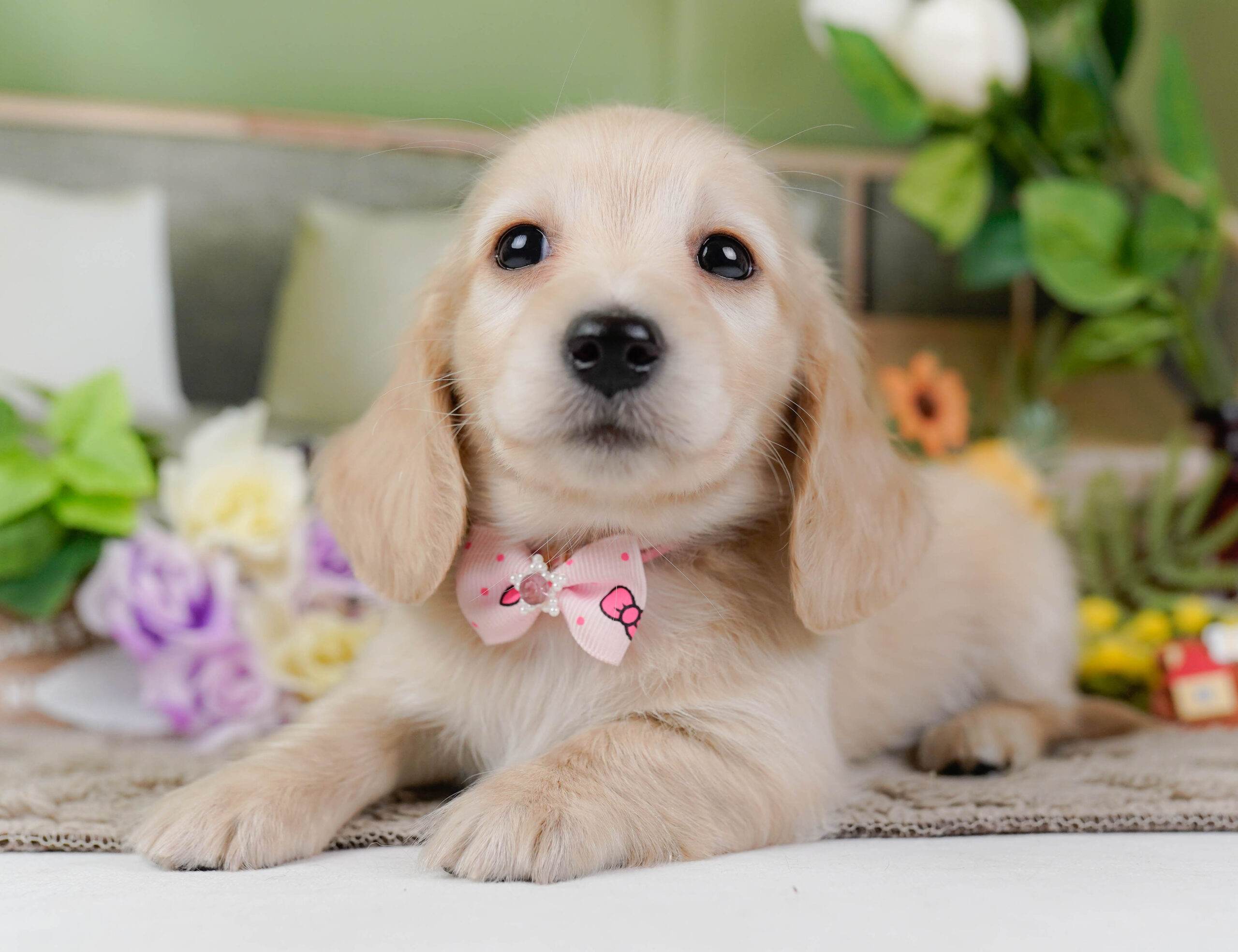 ミニチュア・ダックスフンド(ロング) | 女の子 | クリーム | 2026年1月10日