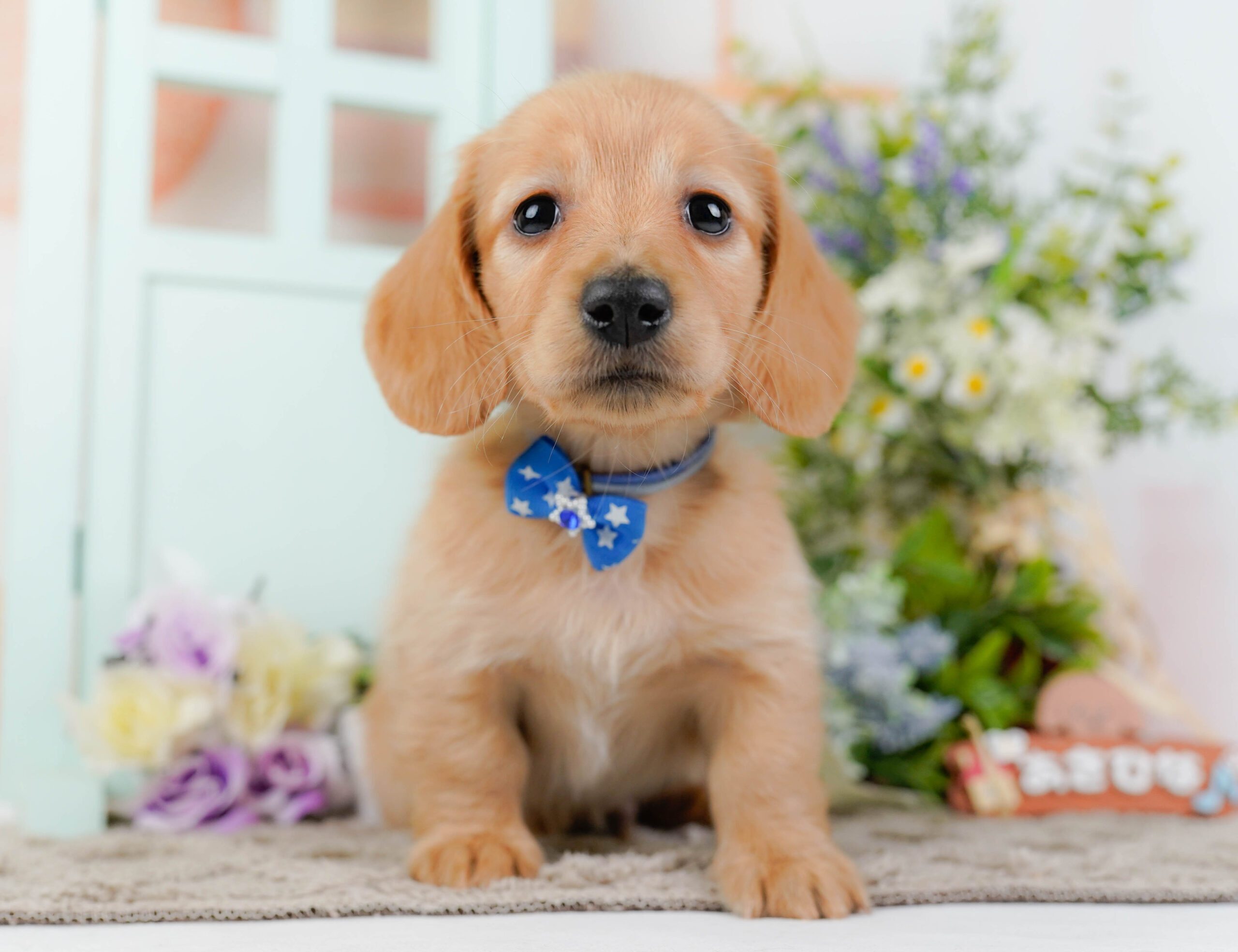 ミニチュア・ダックスフンド(ロング) | 男の子 | ゴールド | 2026年1月10日