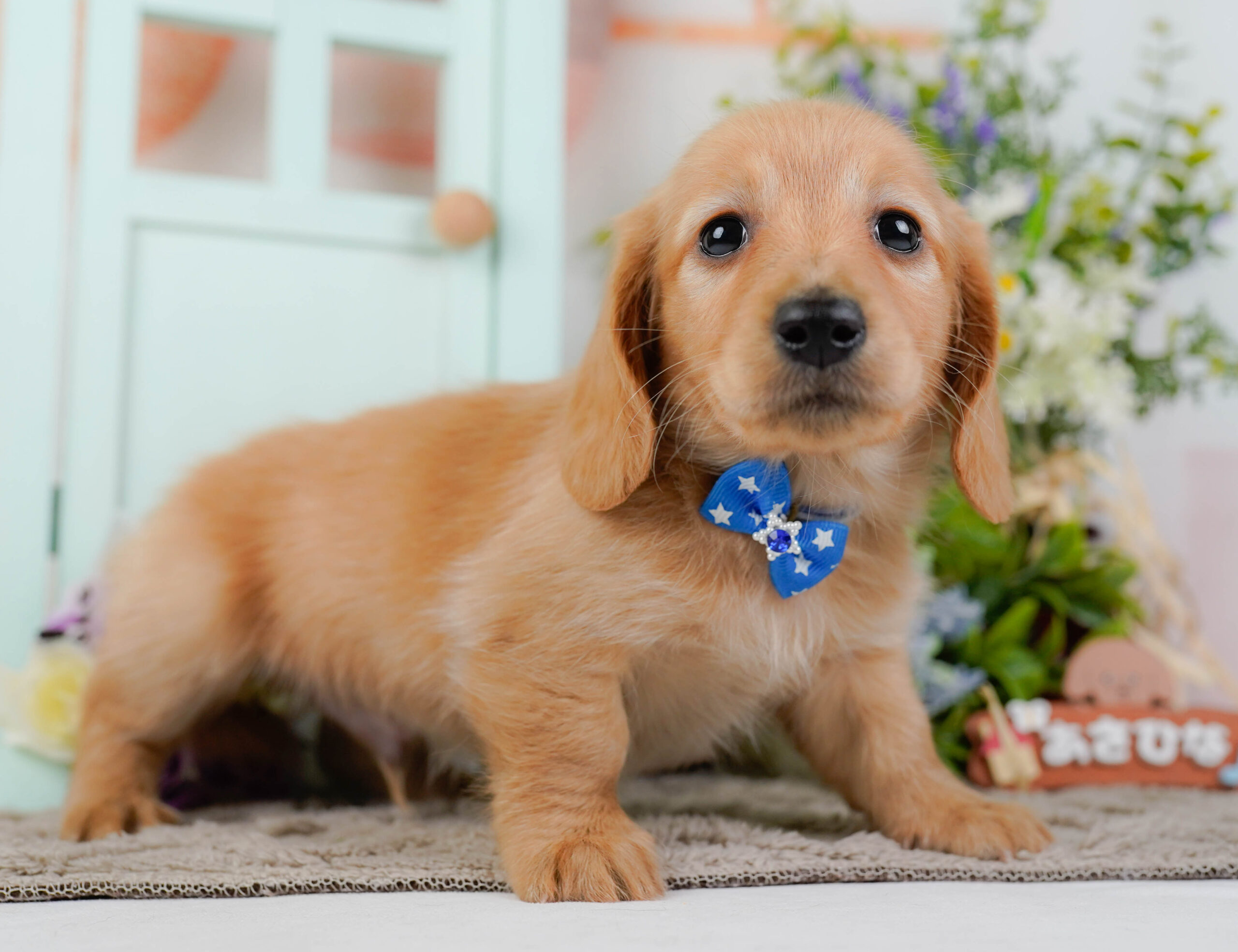 ミニチュア・ダックスフンド(ロング) | 男の子 | ゴールド | 2026年1月10日