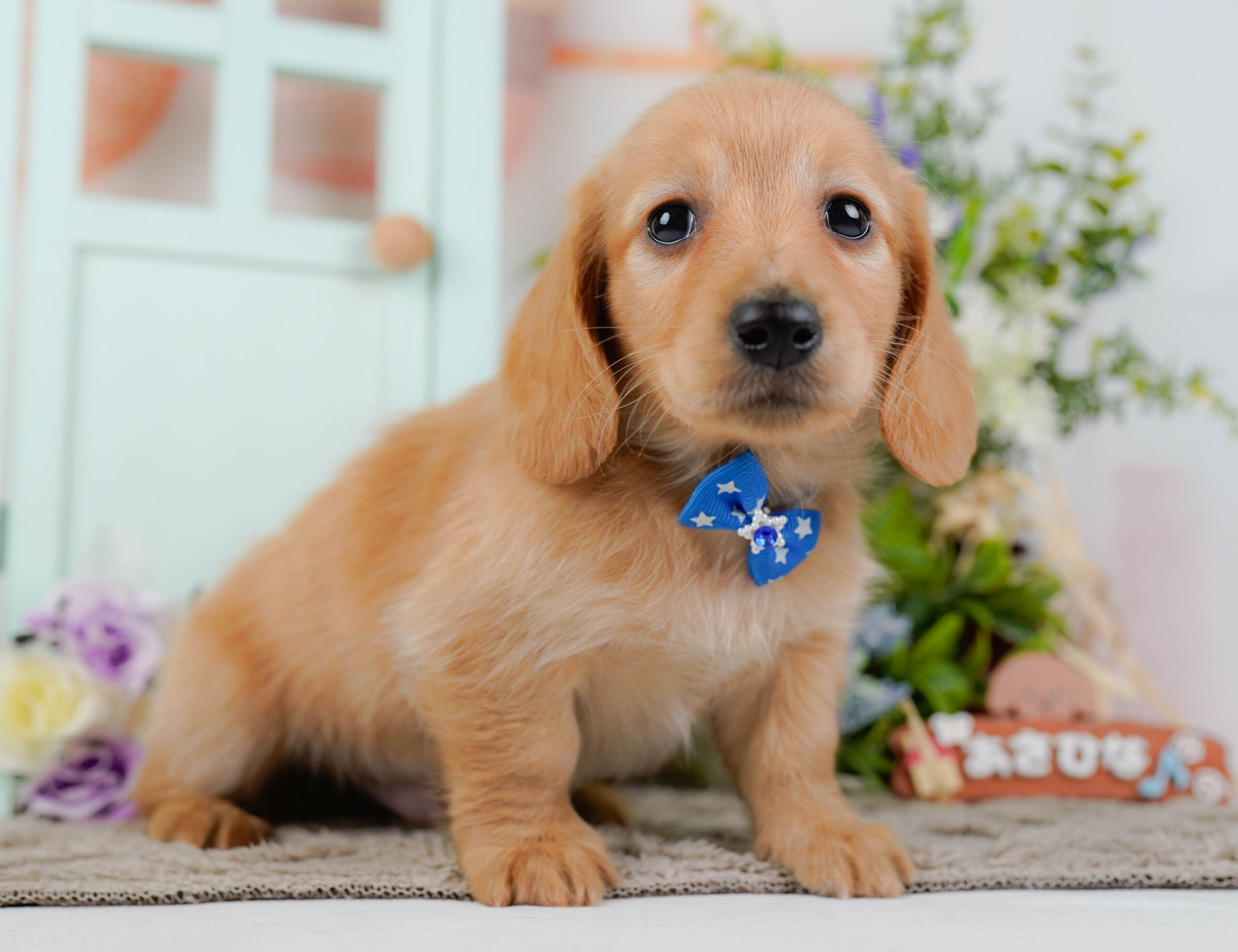 ミニチュア・ダックスフンド(ロング) | 男の子 | ゴールド | 2026年1月10日